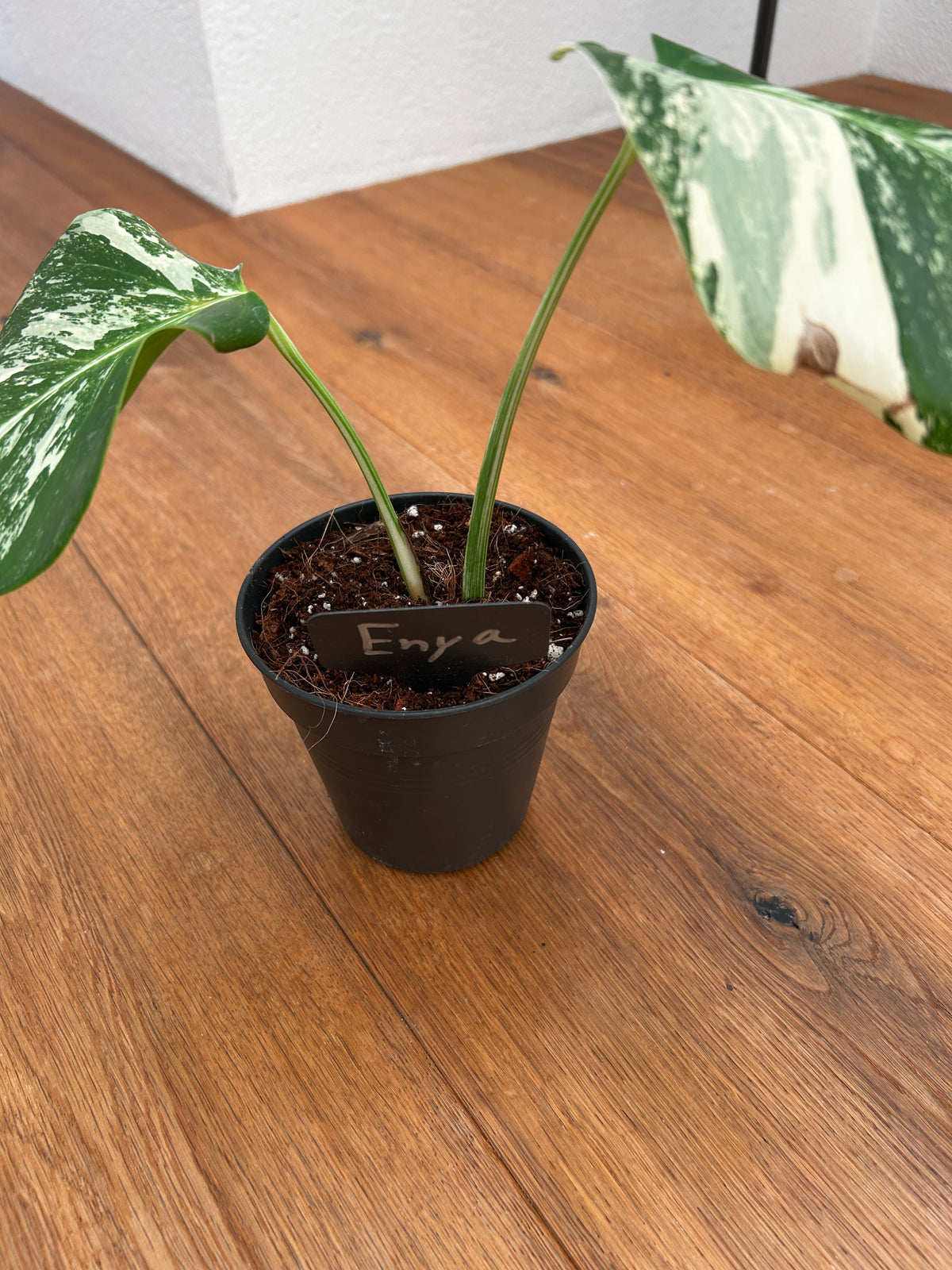 Monstera albo