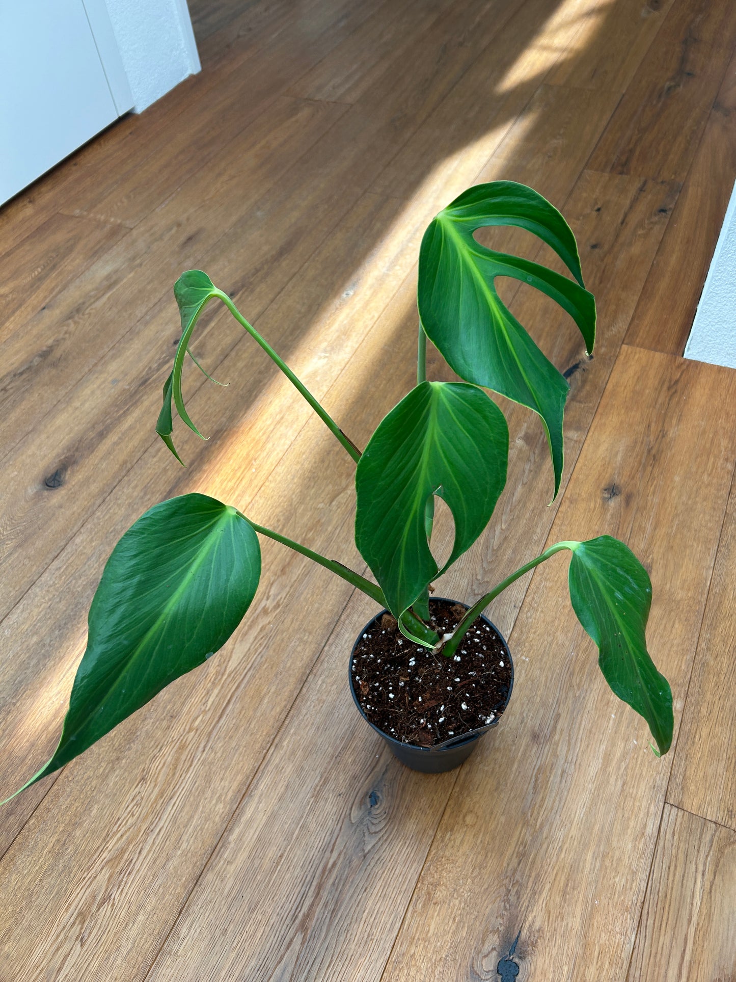 Monstera Burle Marx Flame