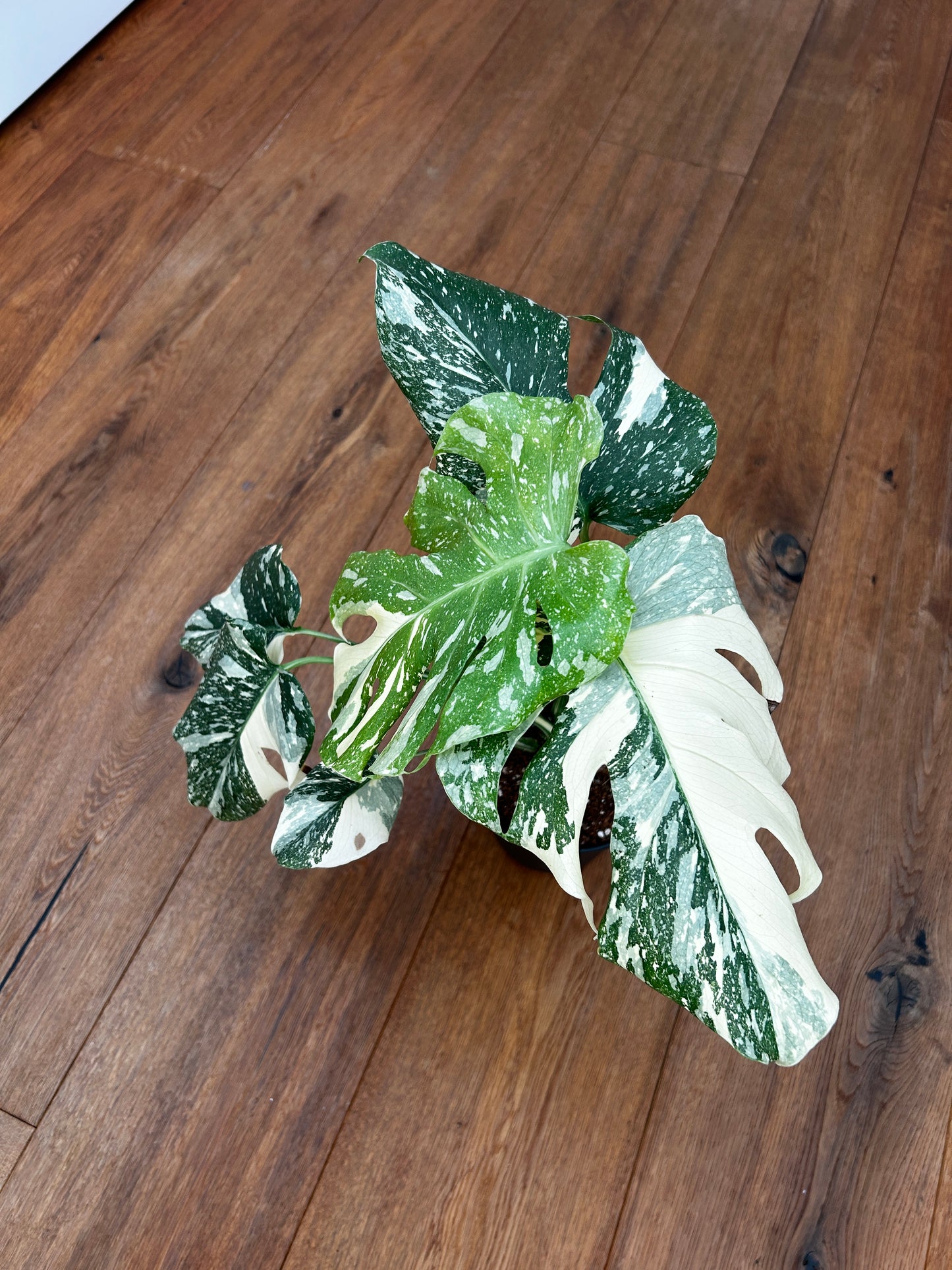 Monstera Thai Constellation