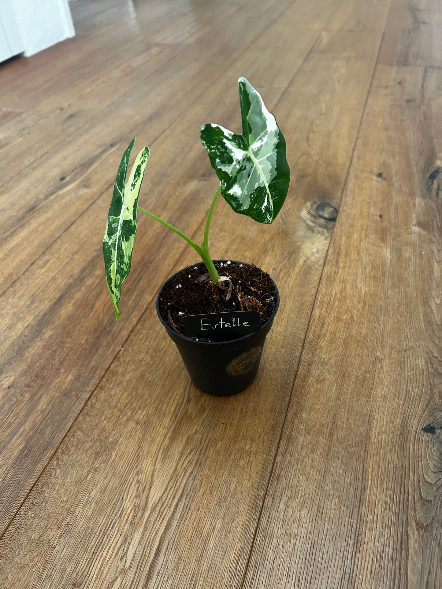 Alocasia Frydrek Variegata