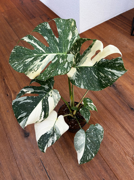 Monstera Thai Constellation