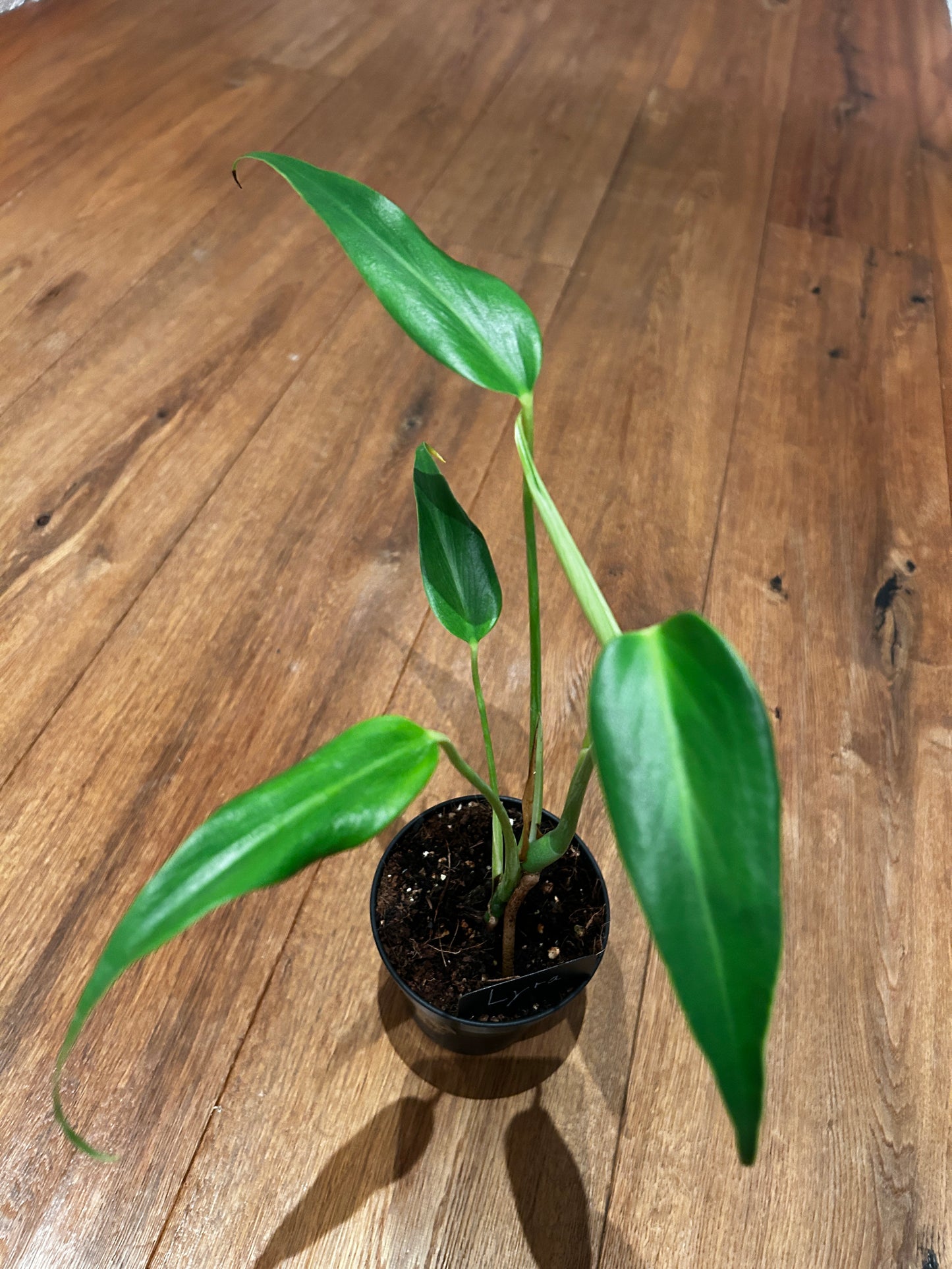 Monstera Burle Marx Flame