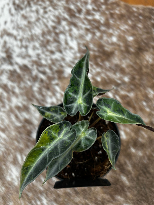 Alocasia Bambino Aurea