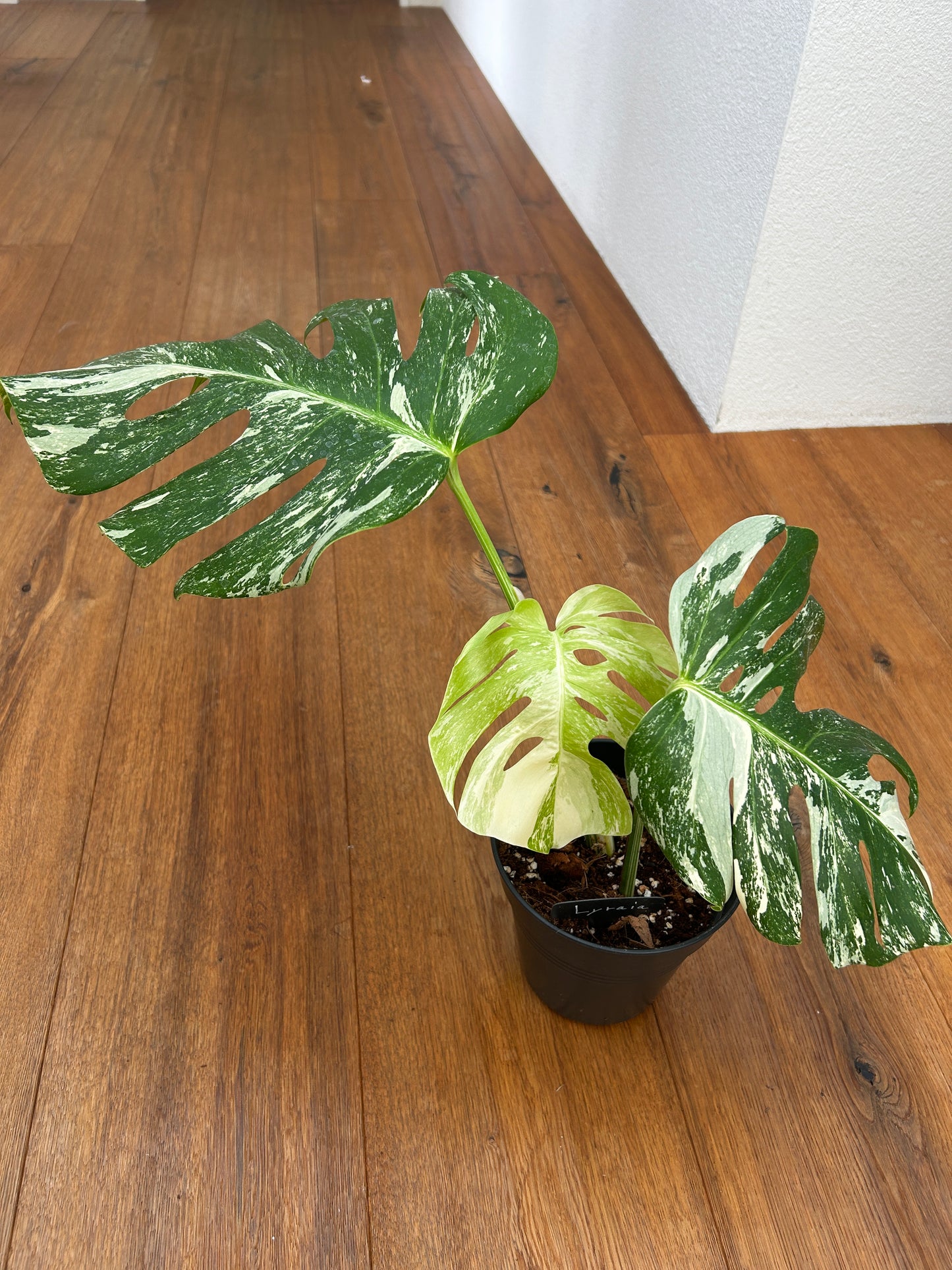 Monstera albo