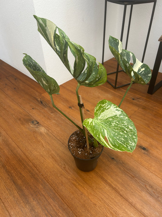 Monstera Medusa extrem selten