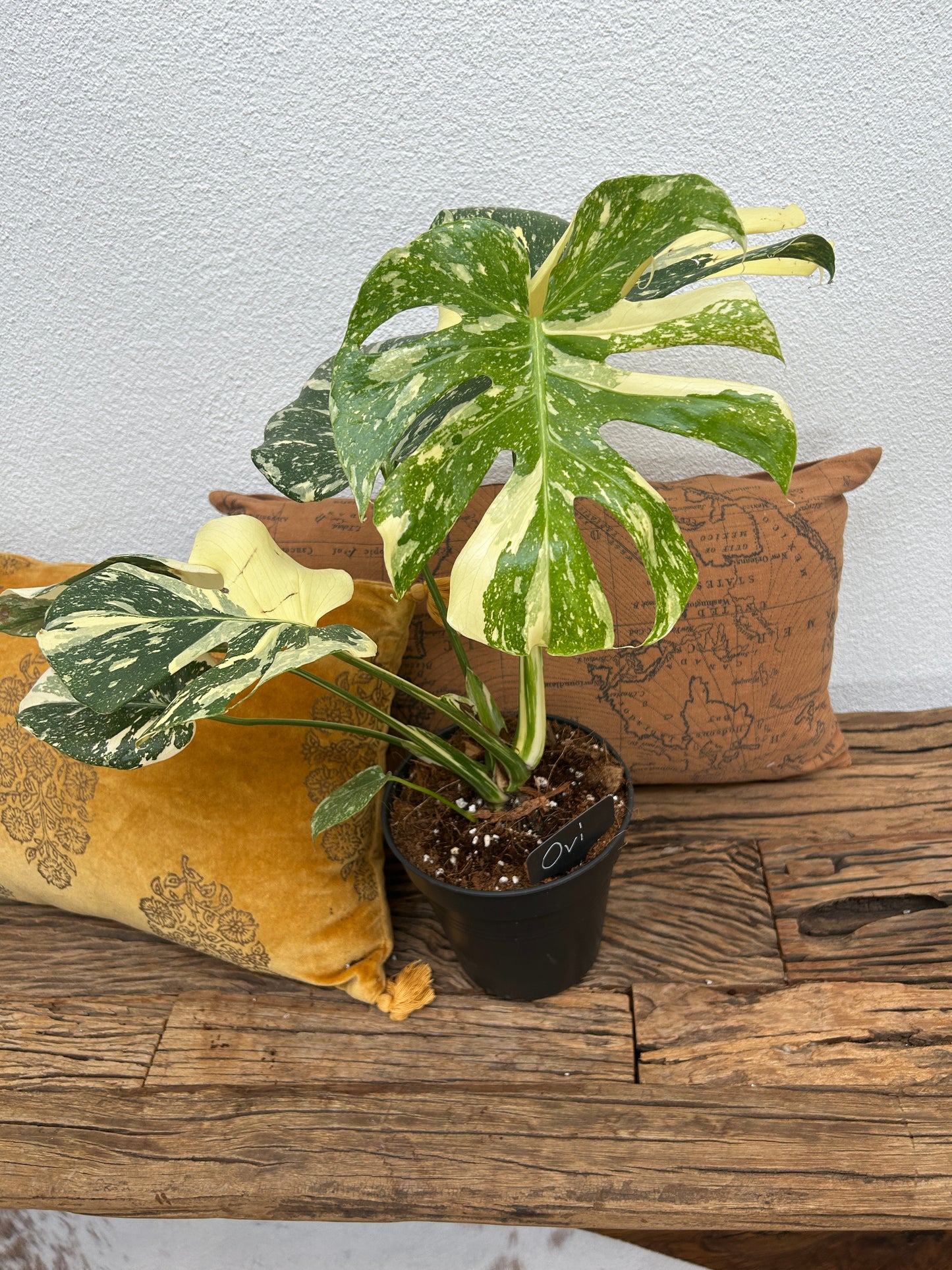 Monstera Thai Constellation