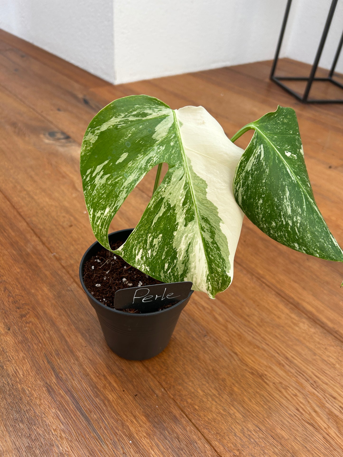 Monstera albo