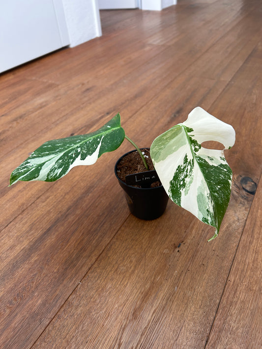 Monstera albo