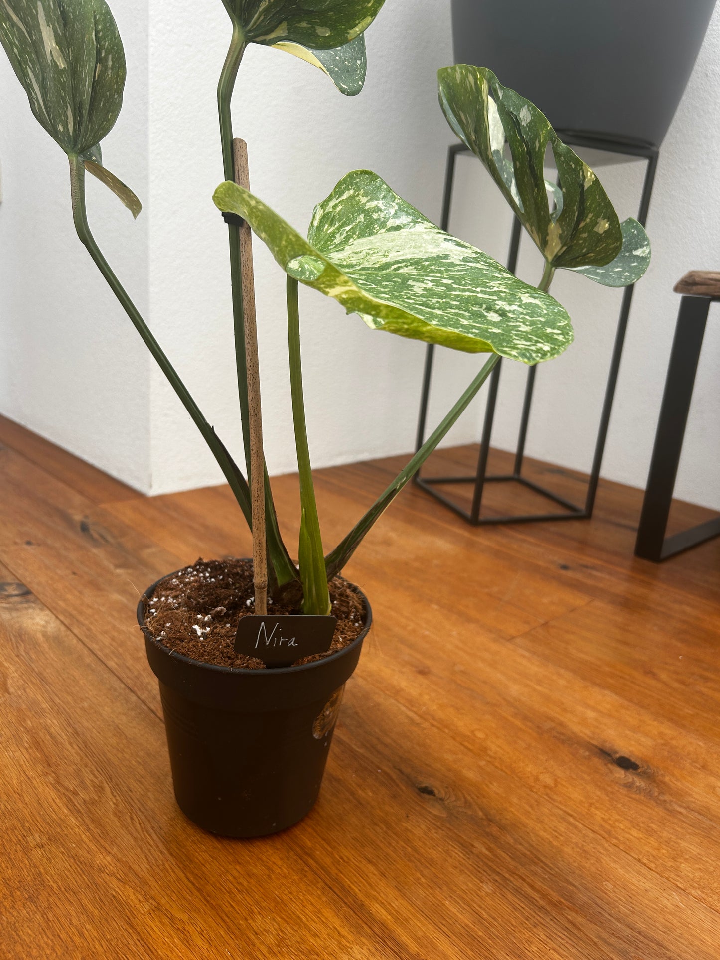 Monstera Medusa extrem selten