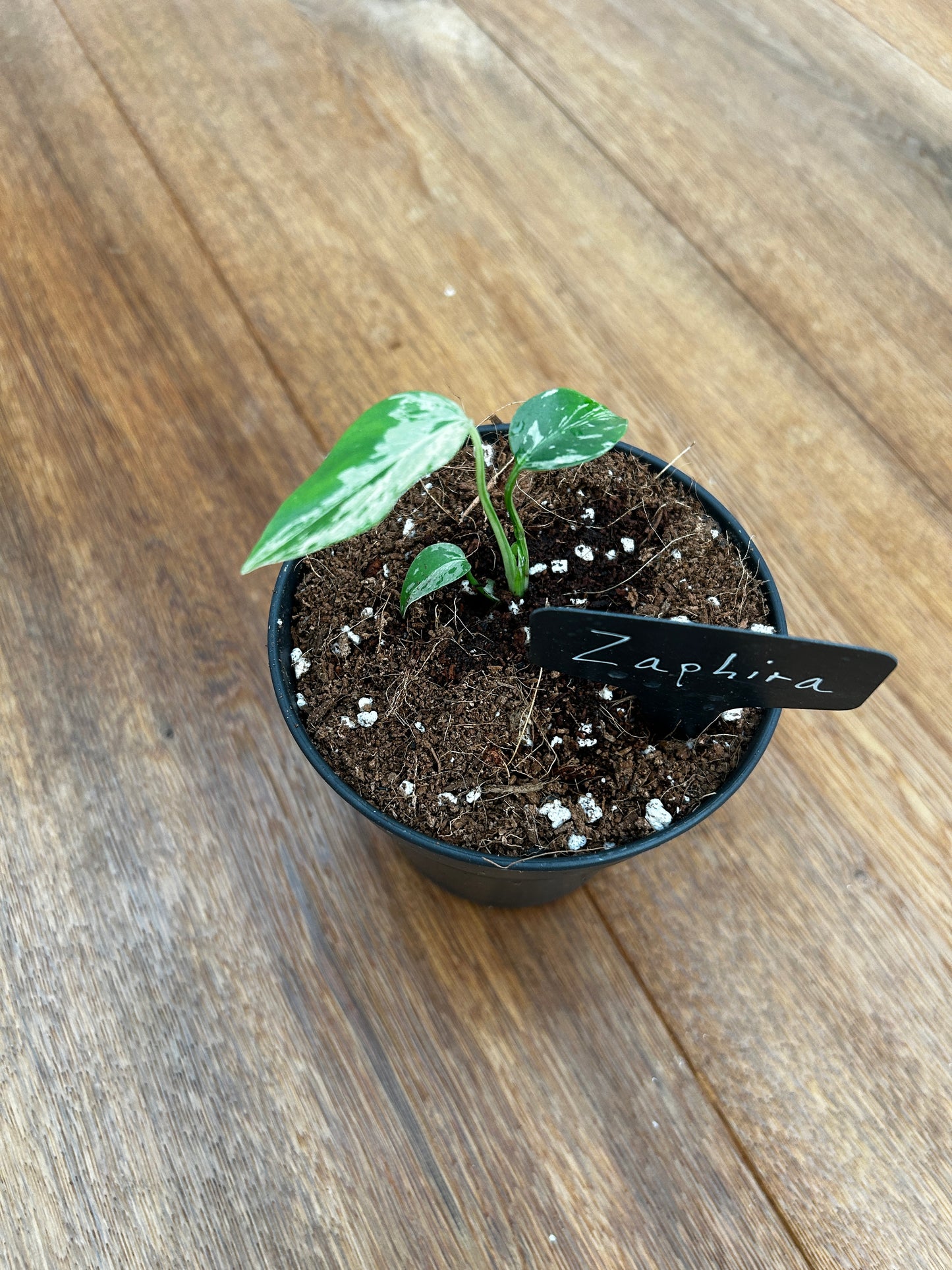 Monstera Bulbasur