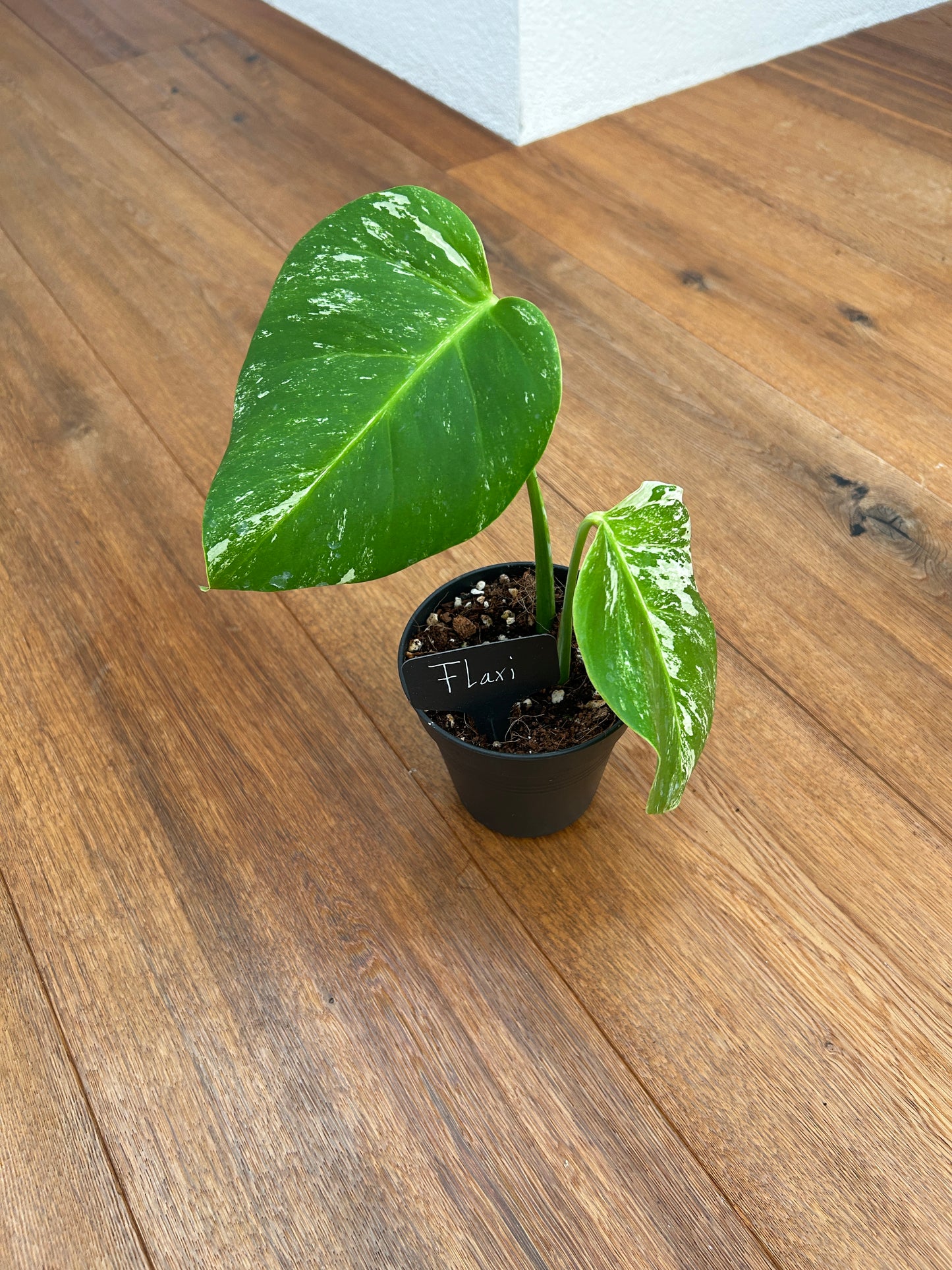 Monstera albo