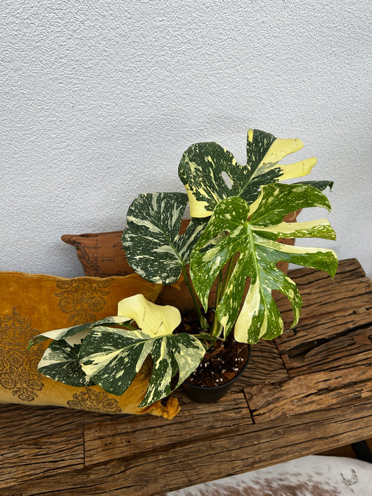 Monstera Thai Constellation