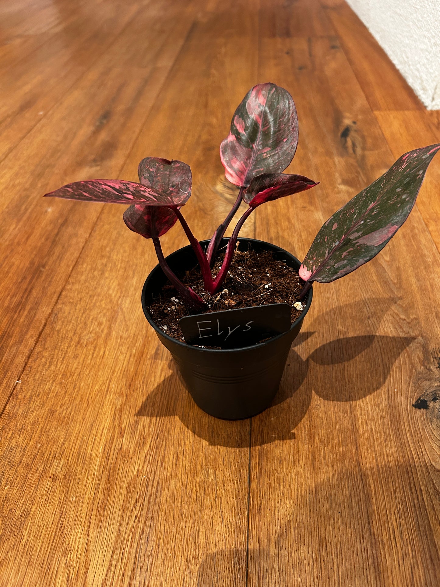 Philodendron Pink Princess Galaxy
