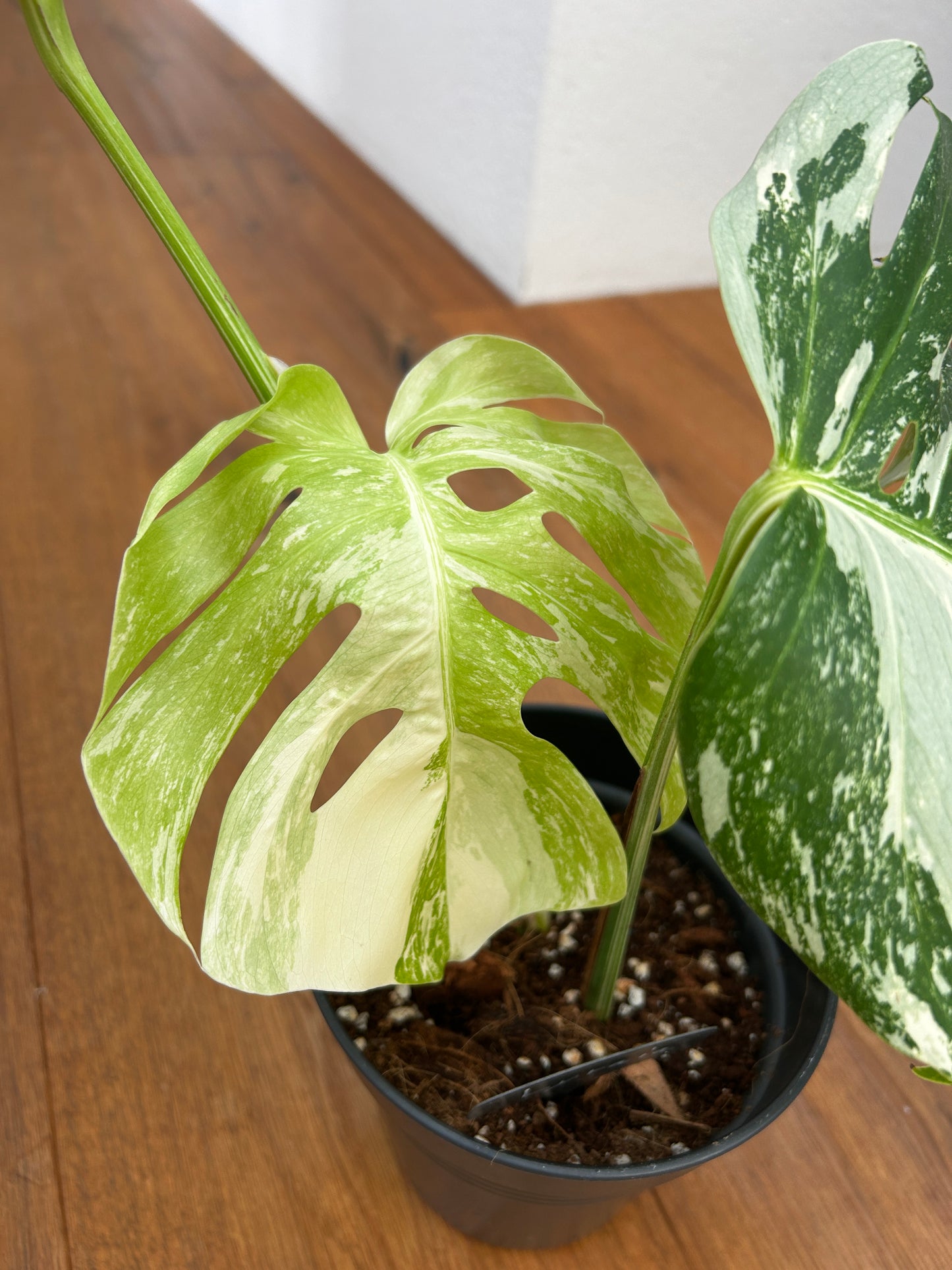 Monstera albo