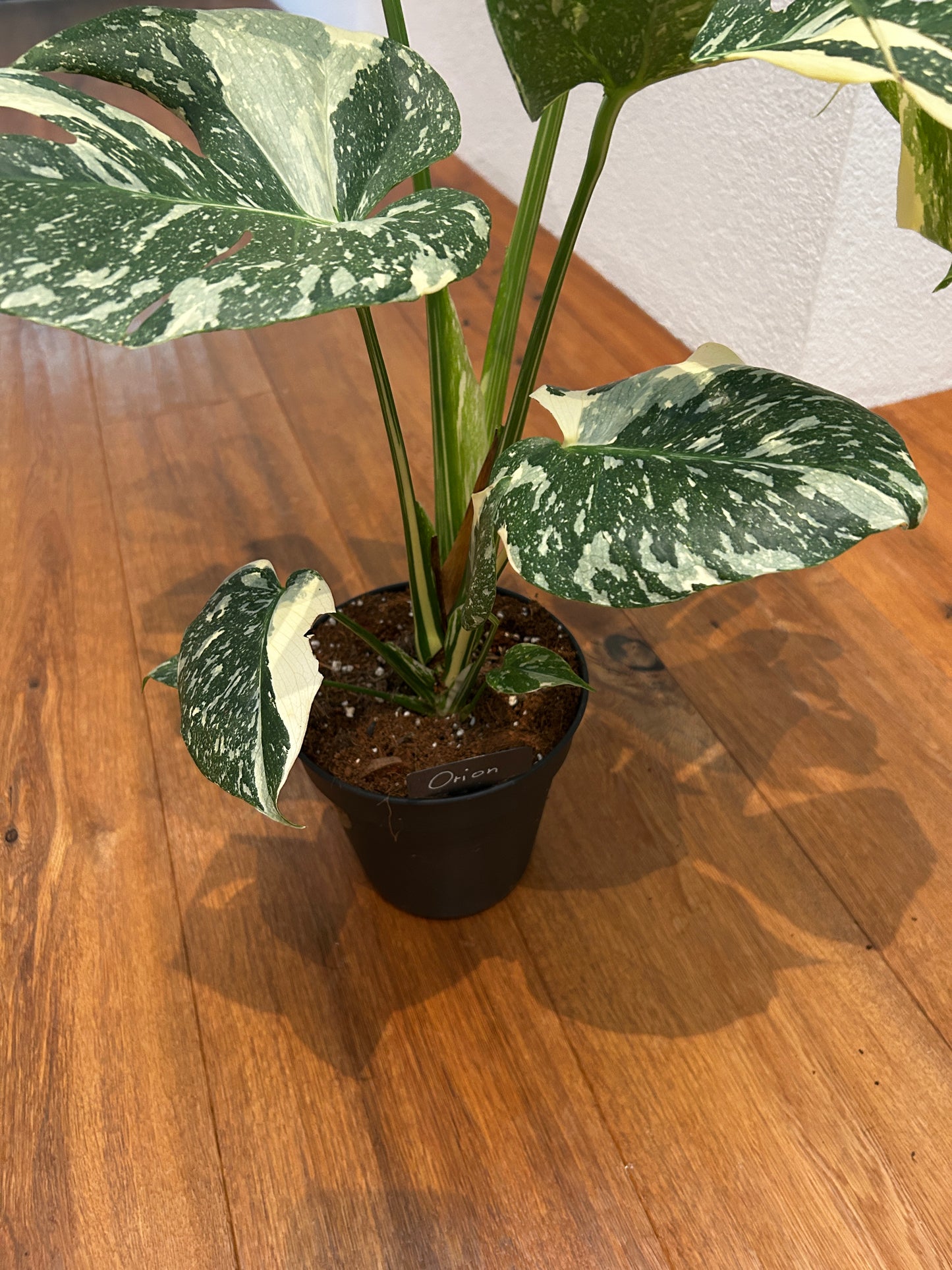 Monstera Thai Constellation