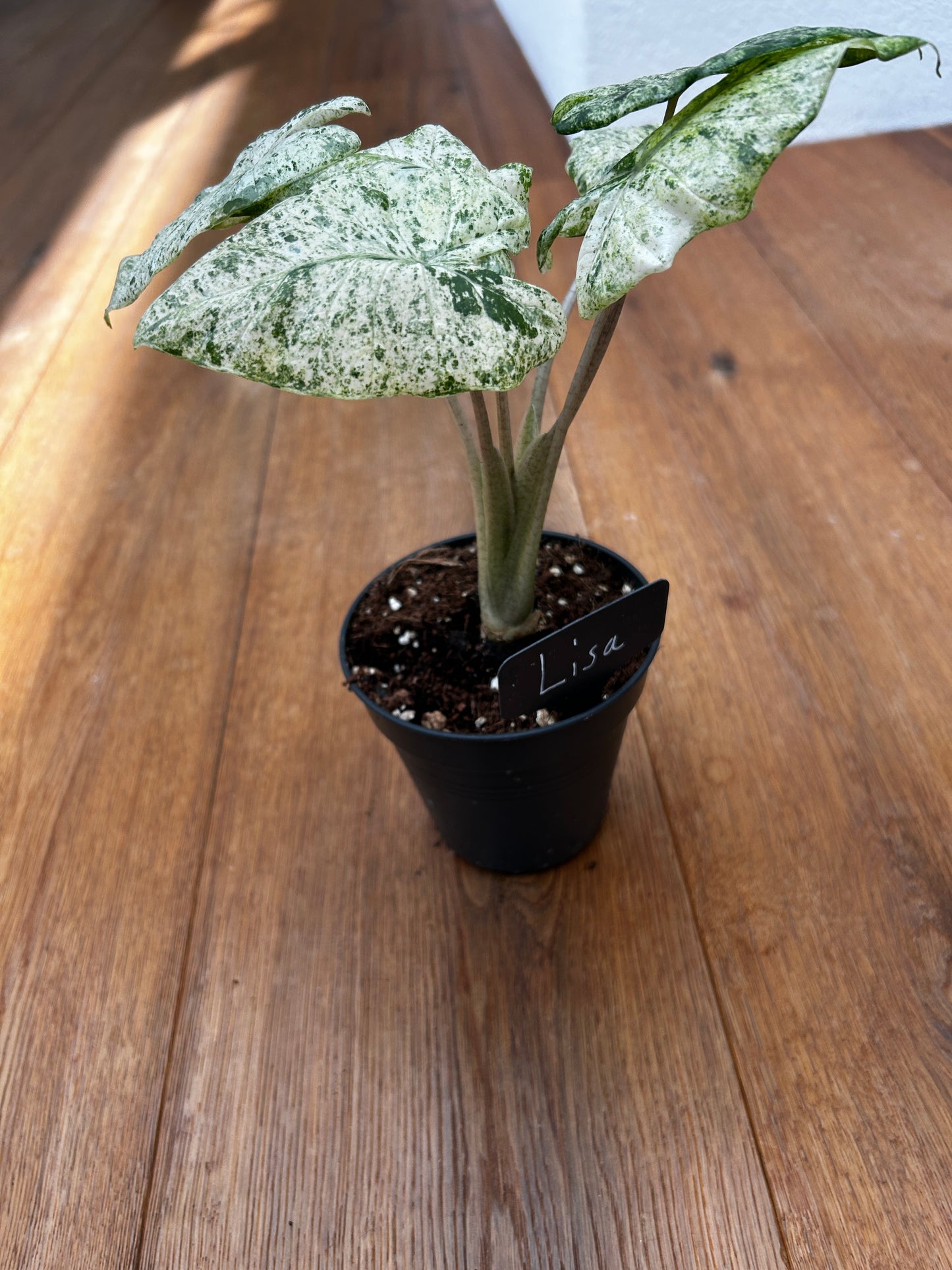 Alocasia Splash