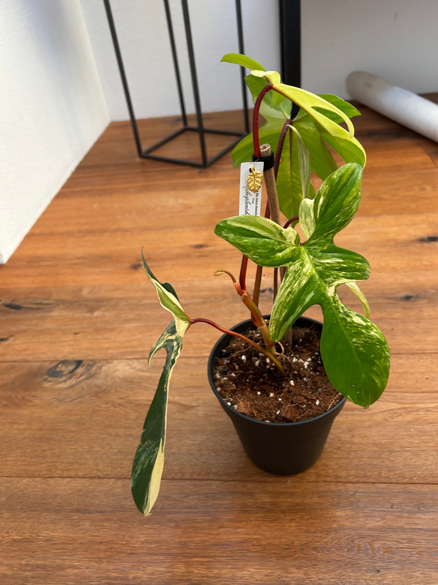 Philodendron Florida Beauty