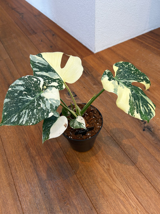 Monstera Thai Constellation Top Genetik