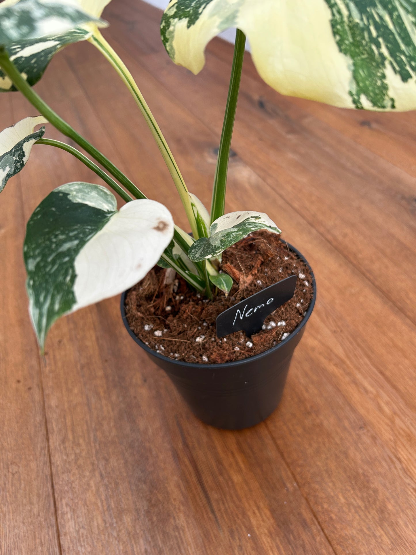 Monstera Thai Constellation Top Genetik