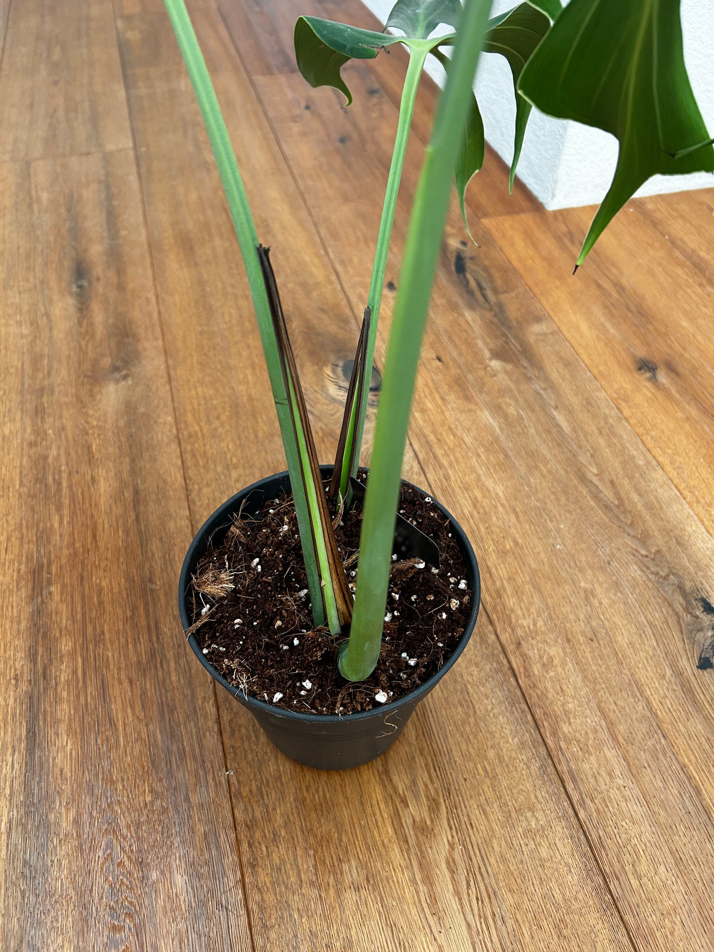 Monstera Burle Marx Flame Kopfsteckling bewurzelt