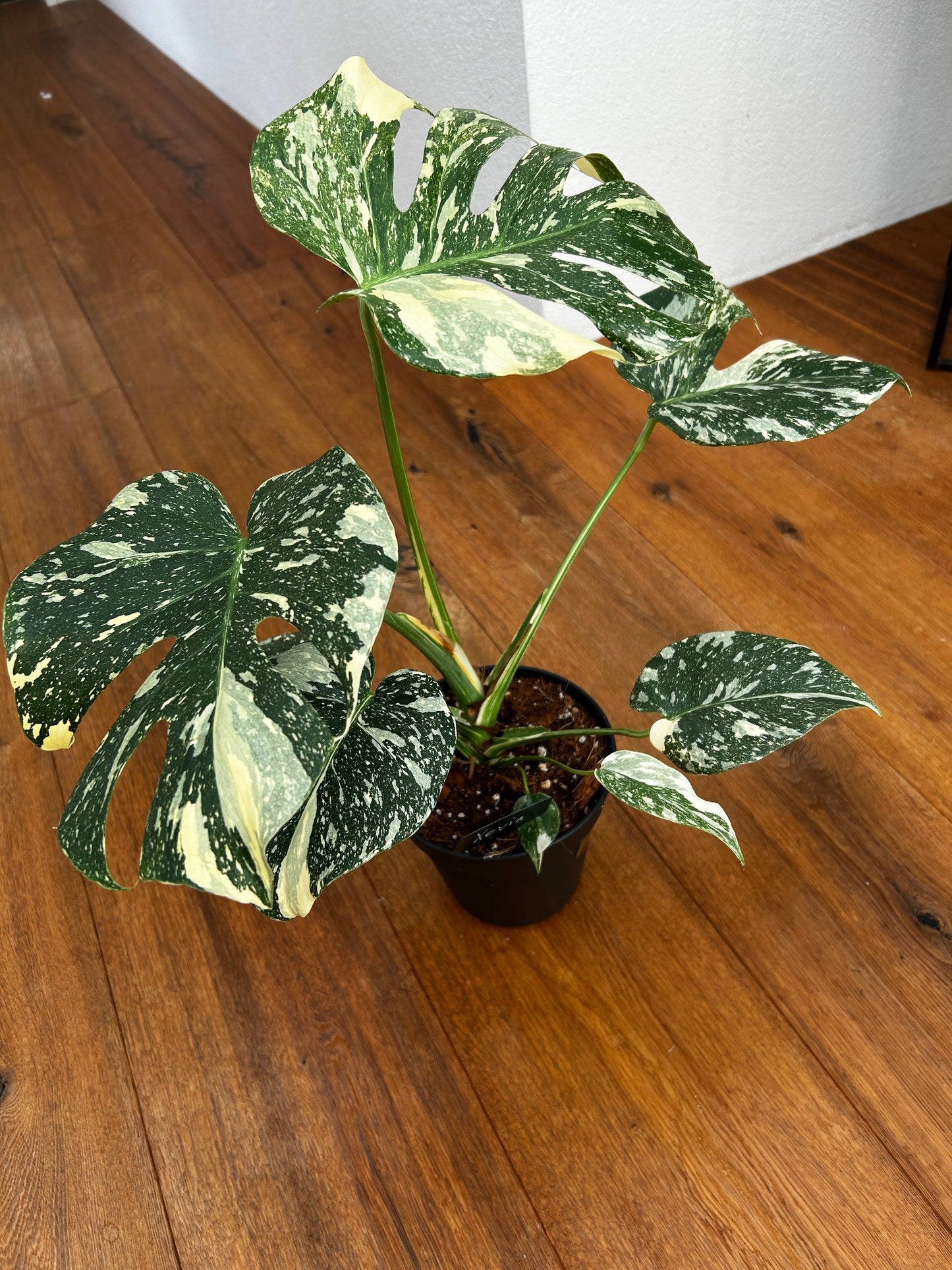 Monstera Thai Constellation