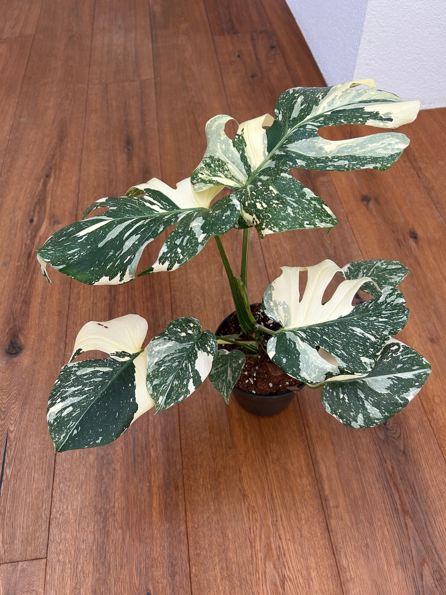 Monstera Thai Constellation Top Genetik