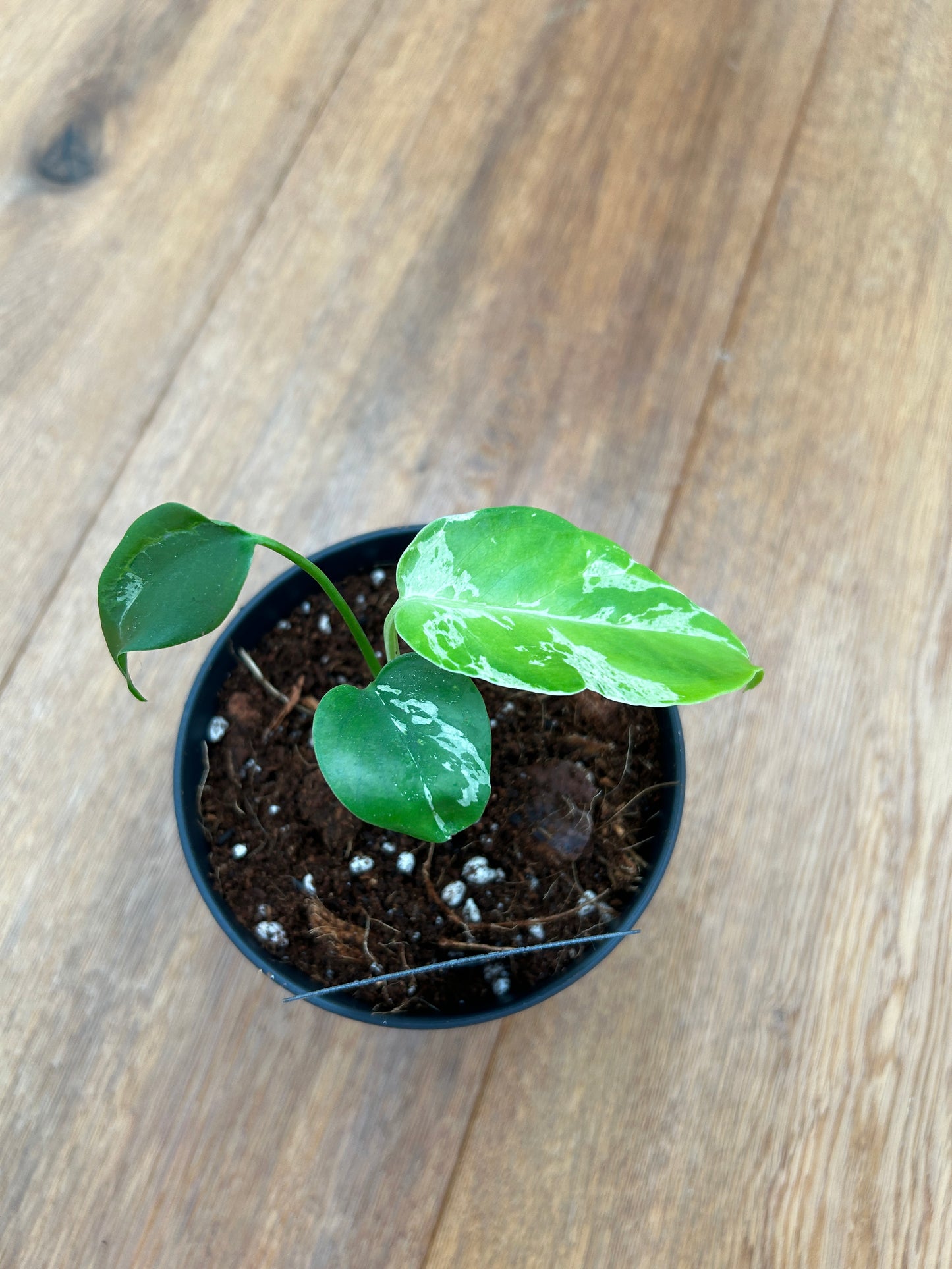 Monstera Bulbasur