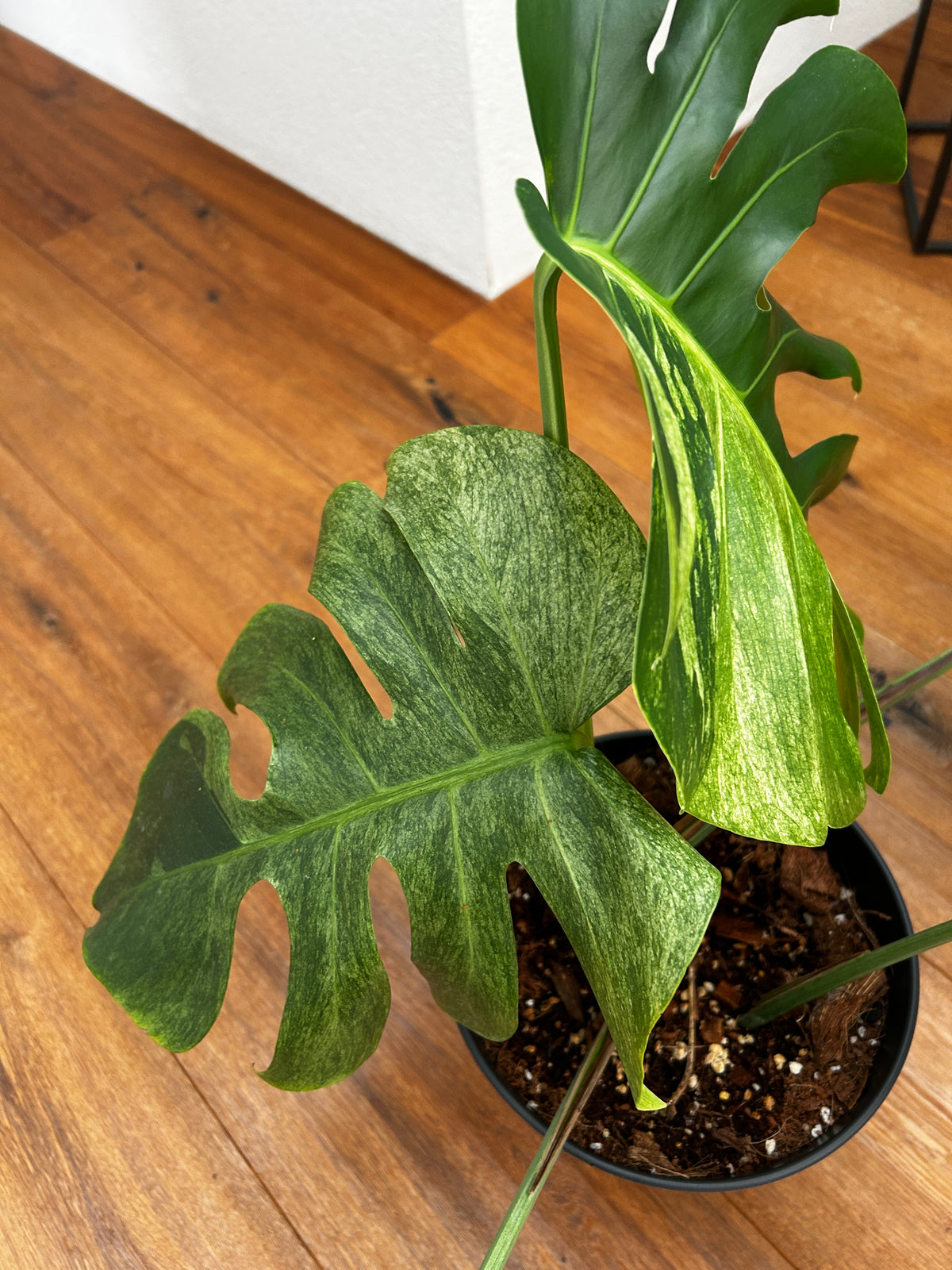 Monstera Jungle Mint Top Genetik