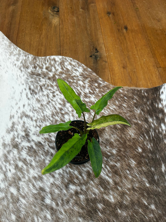 Alocasia Lauterbachiana Variegata