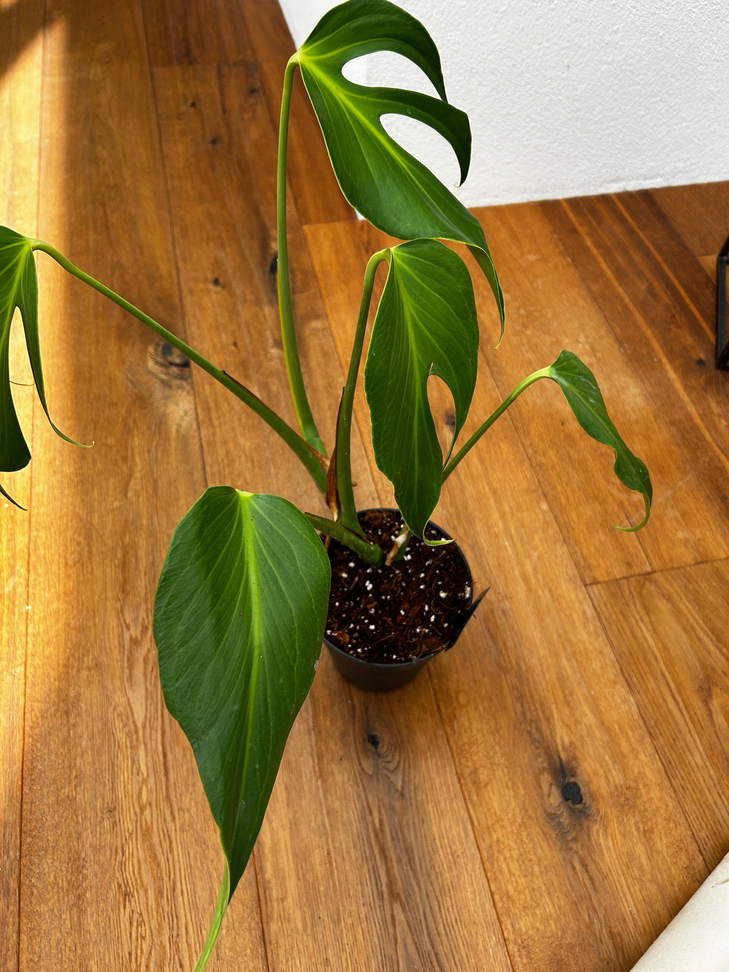 Monstera Burle Marx Flame