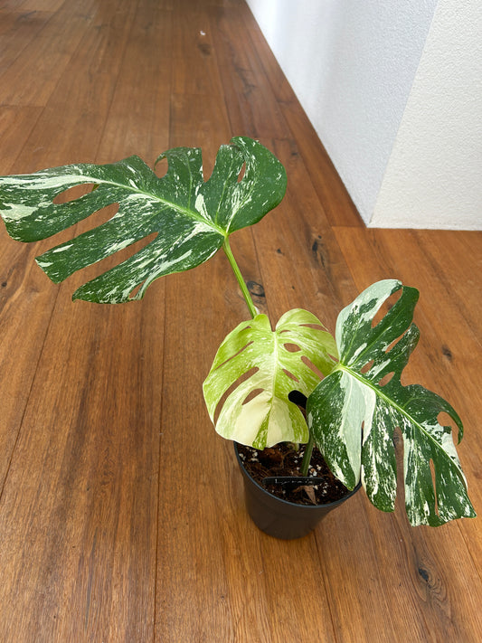 Monstera albo