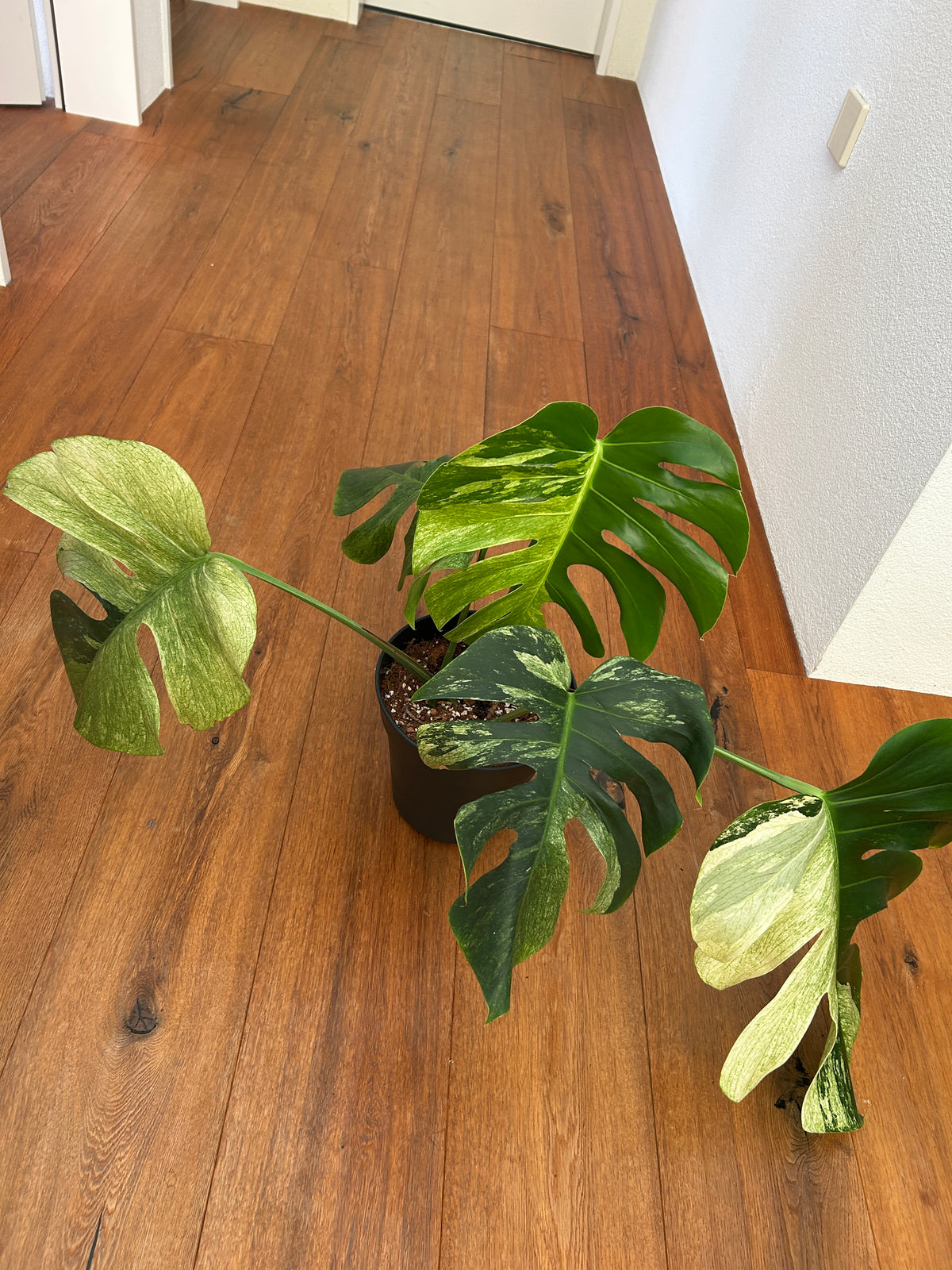 Monstera Jungle Mint Top Genetik