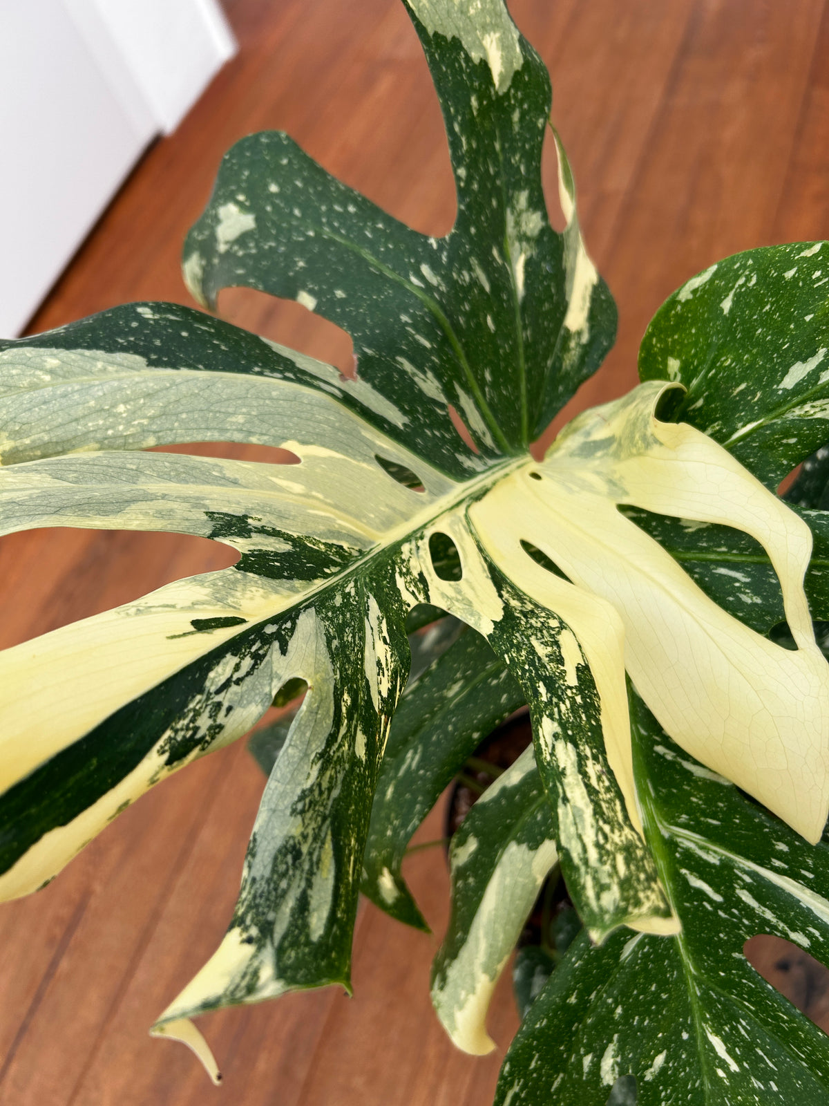 Monstera Thai Constellation Top Genetik