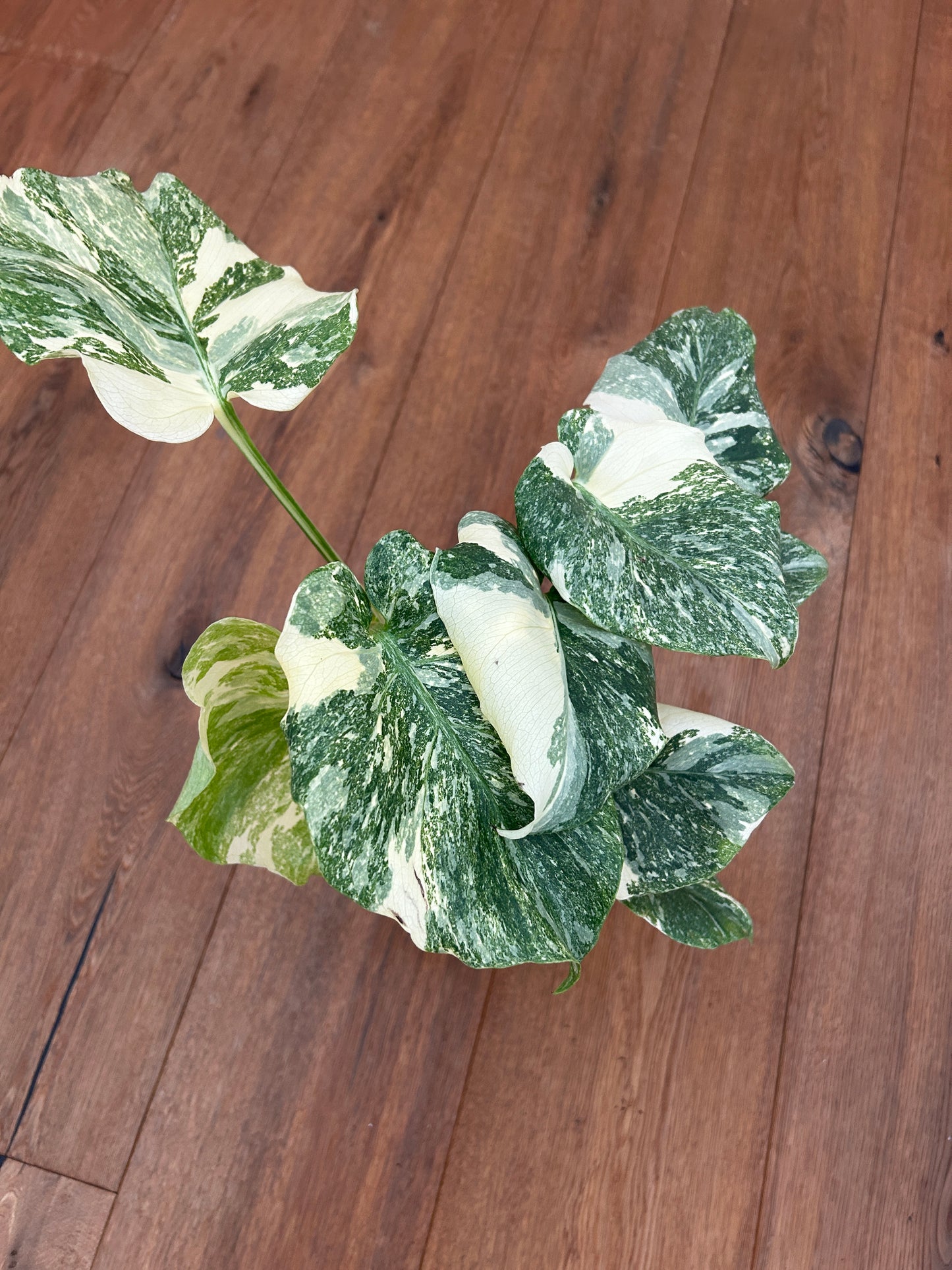 Monstera Thai Constellation Top Genetik