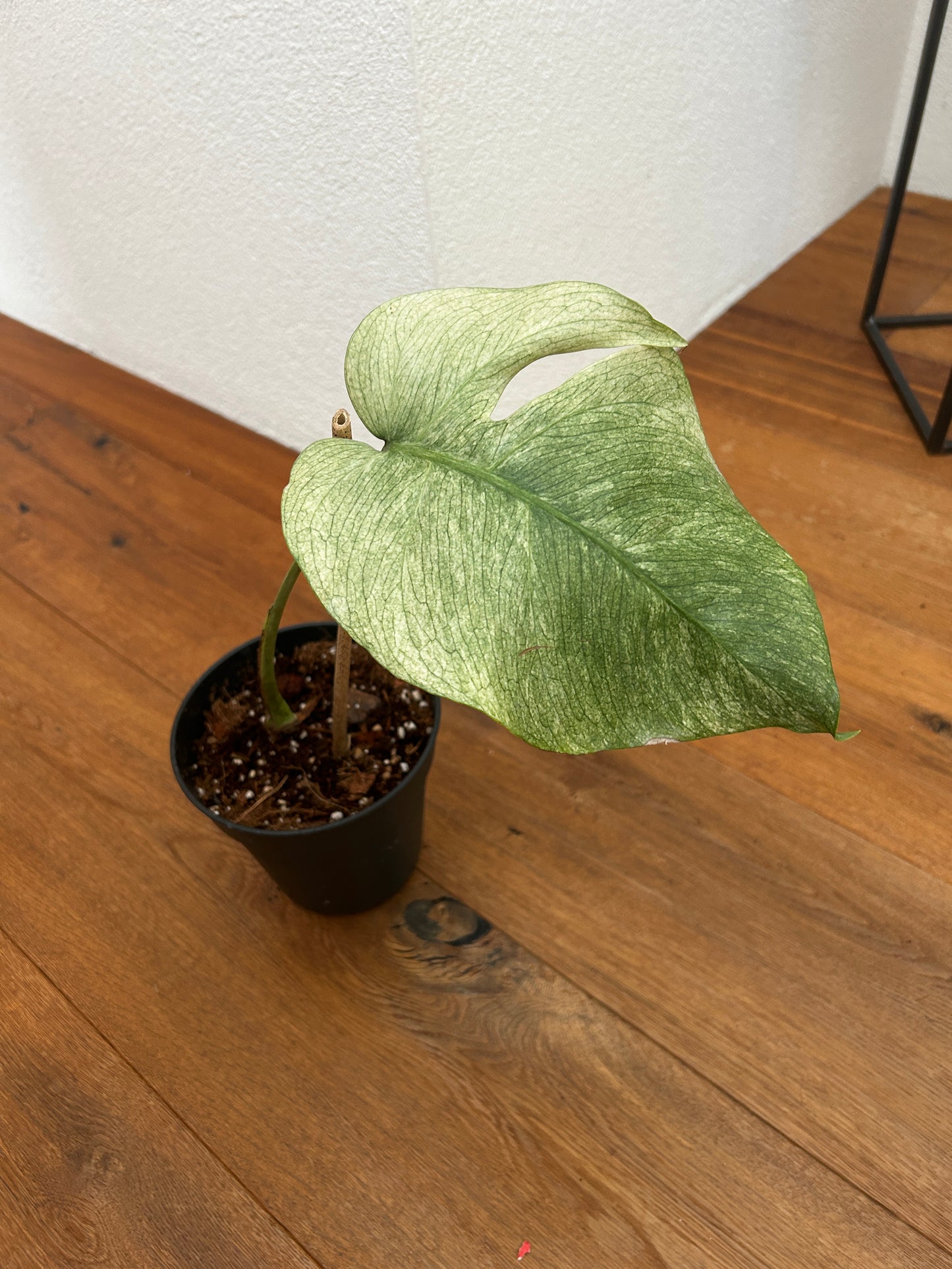 Monstera Full Mint Steckling mit Neuaustrieb