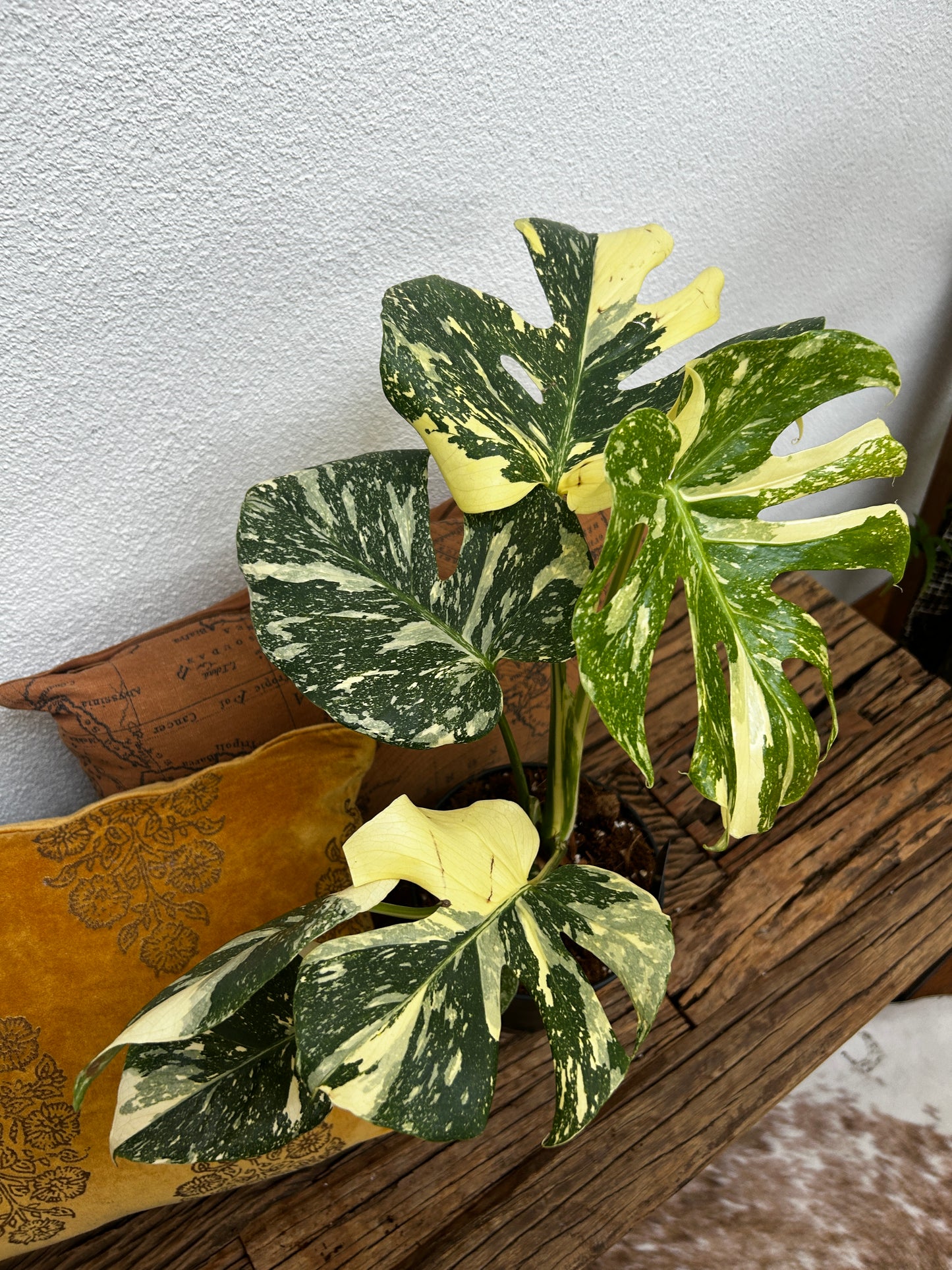 Monstera Thai Constellation