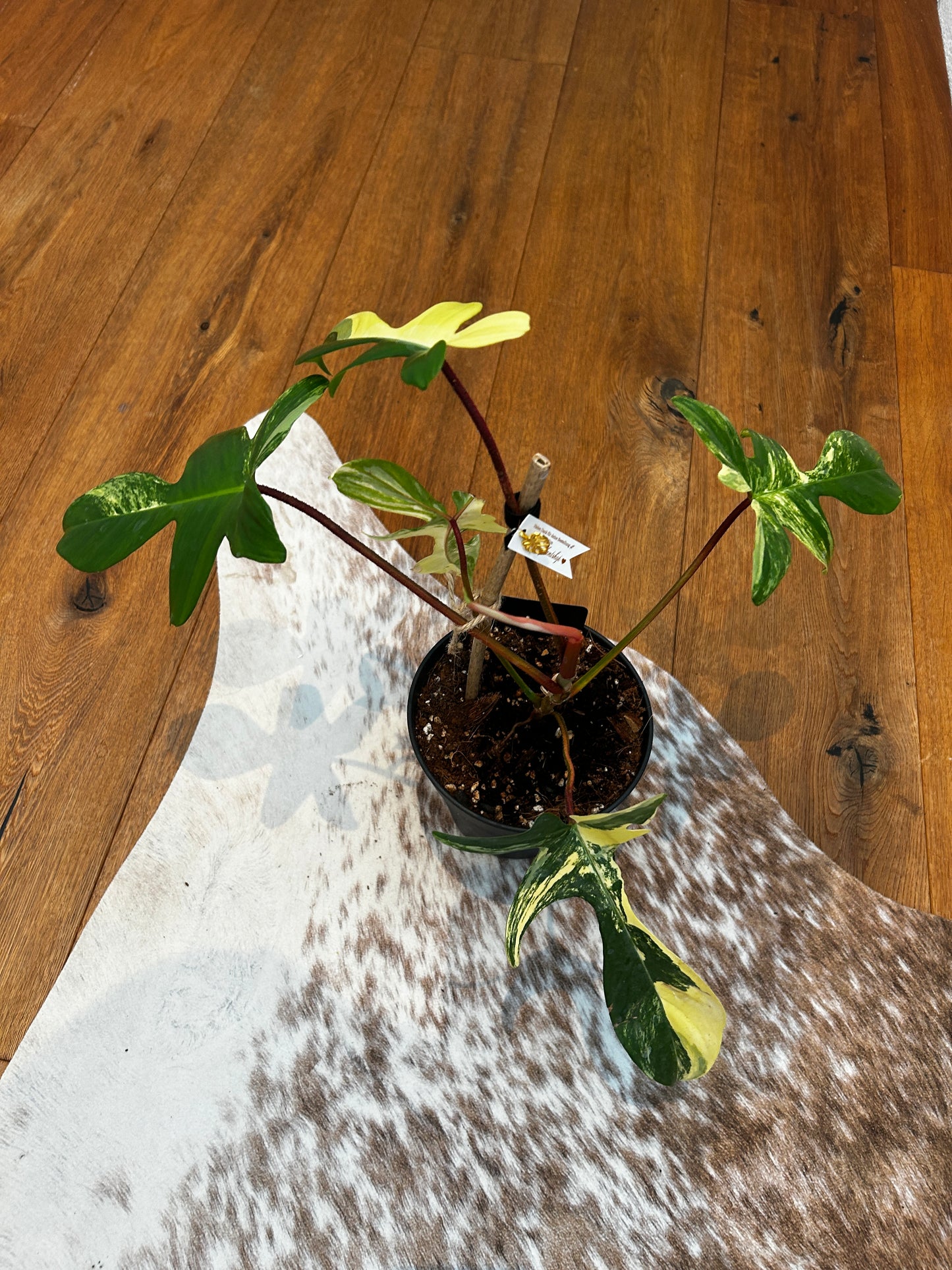 Philodendron Florida Beauty