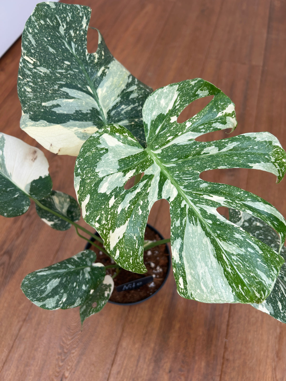 Monstera Thai Constellation