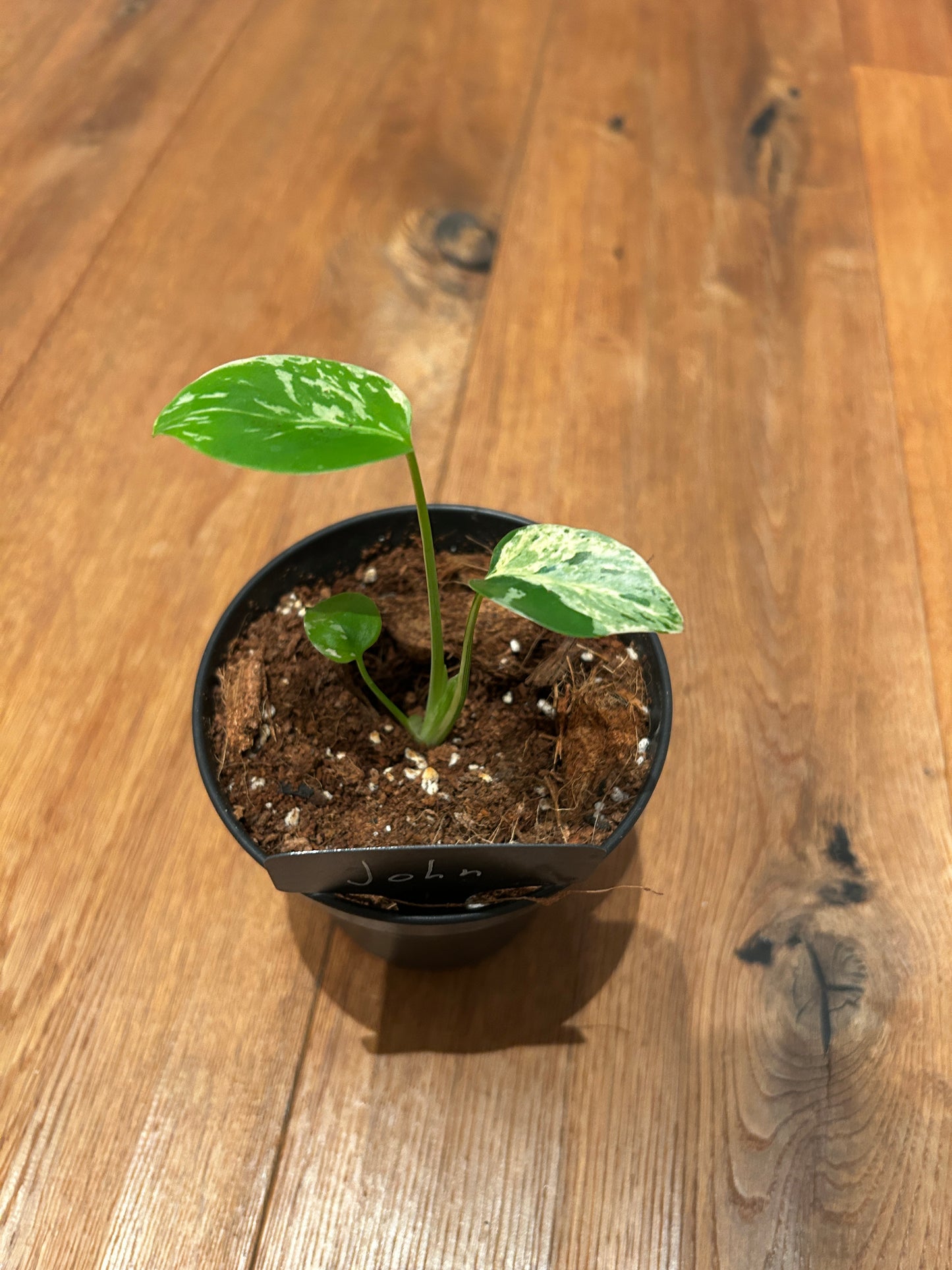 Monstera Bulbasur