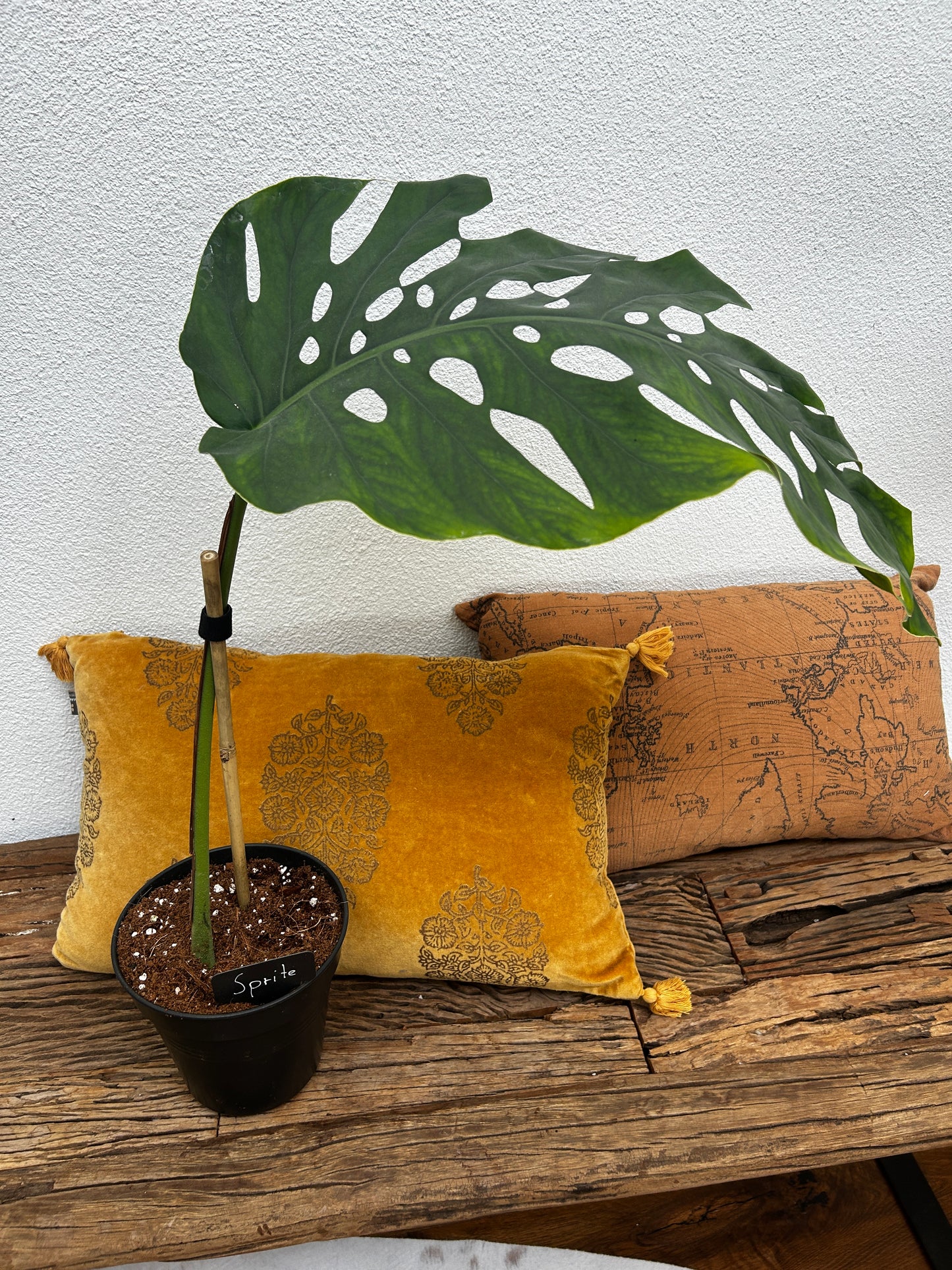 Monstera Dubia XXL Steckling