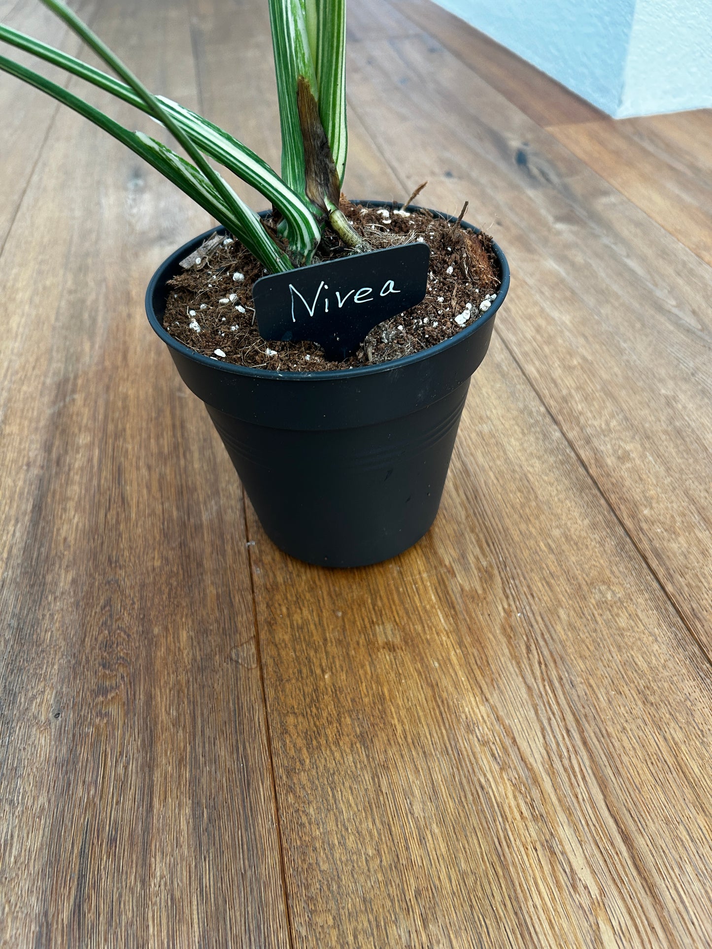 Monstera Thai Constellation