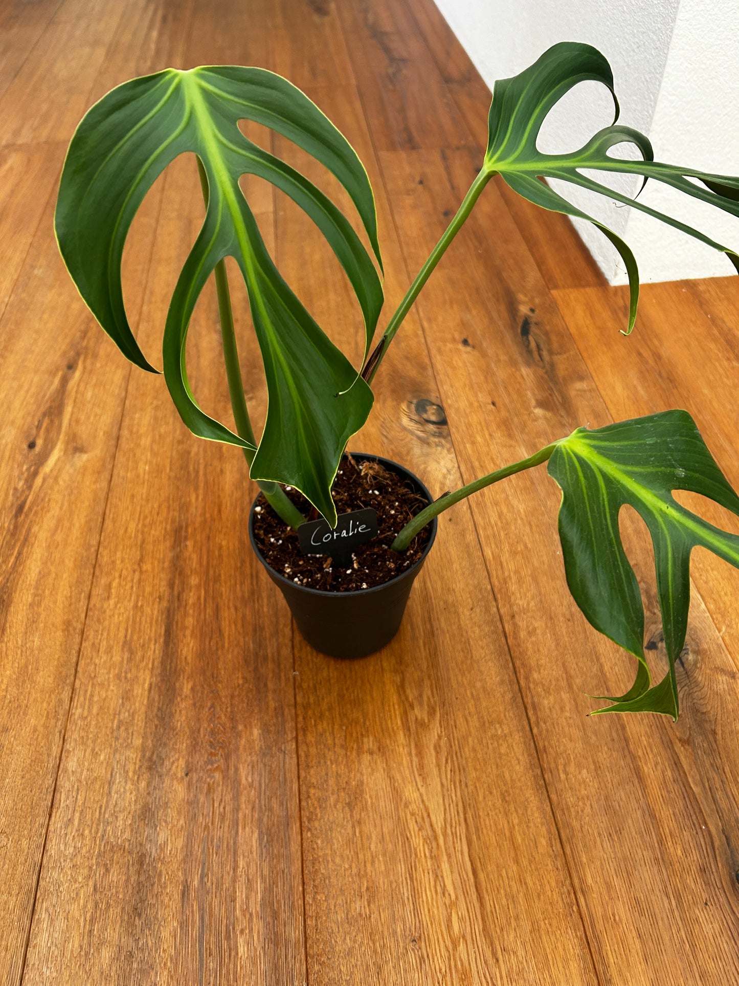 Monstera Burle Marx Flame Kopfsteckling bewurzelt