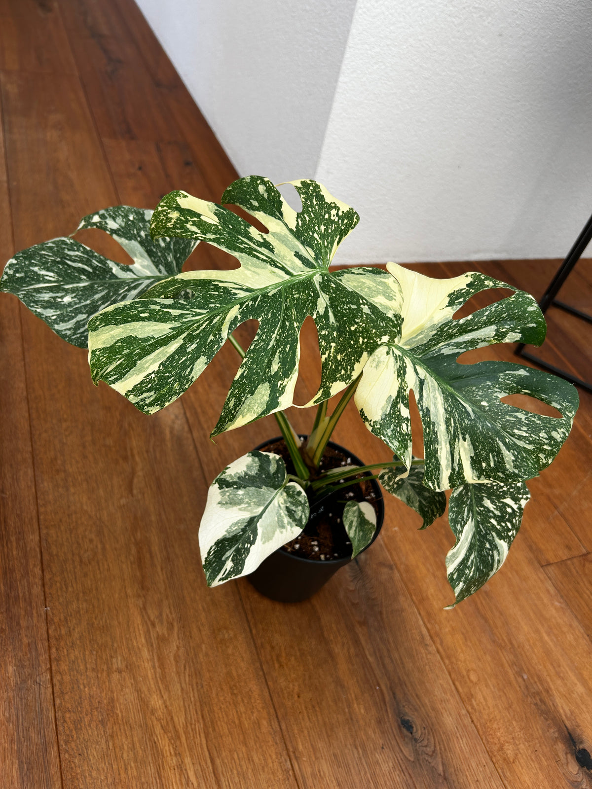 Monstera Thai Constellation