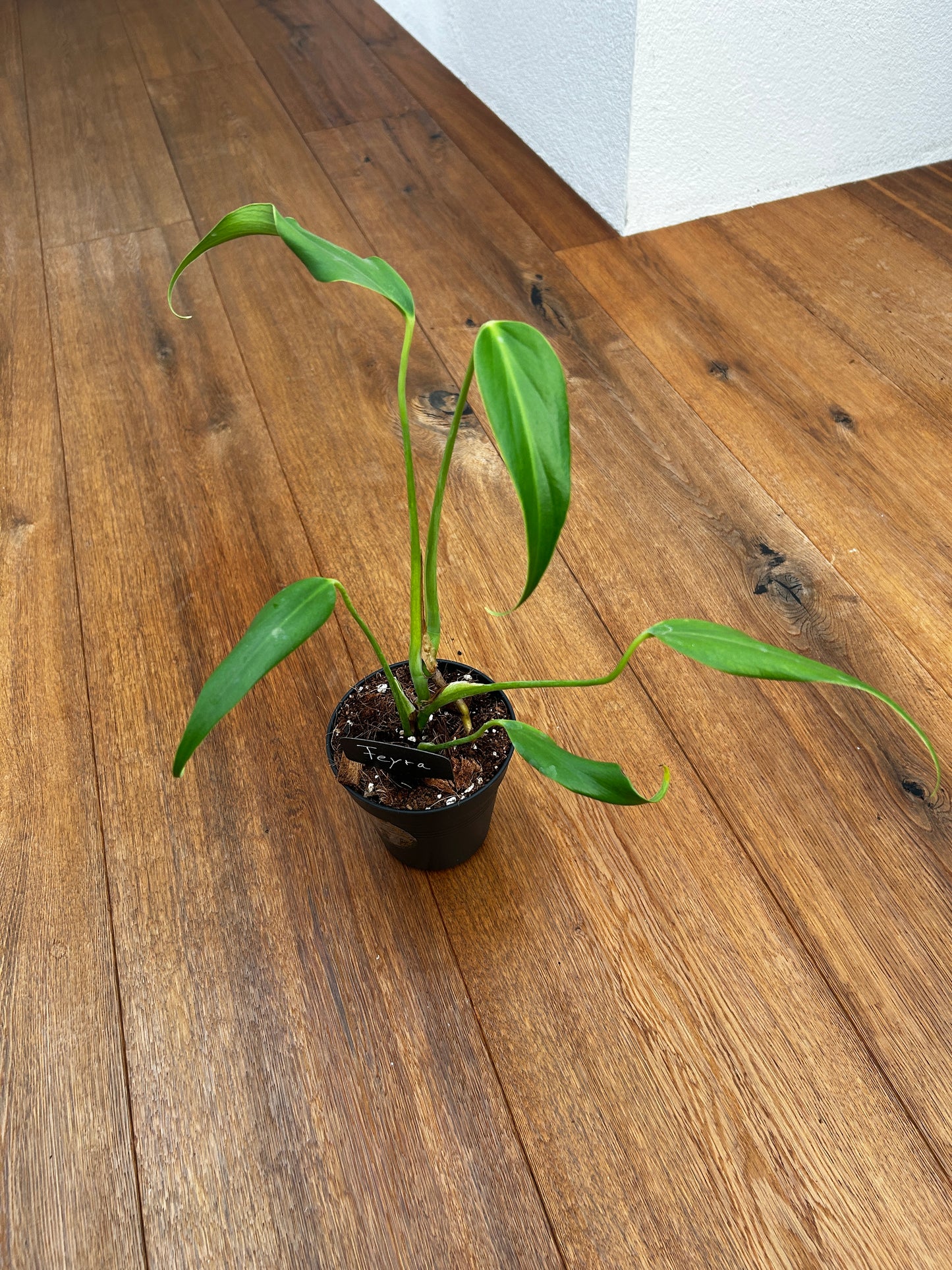 Monstera Burle Marx Flame