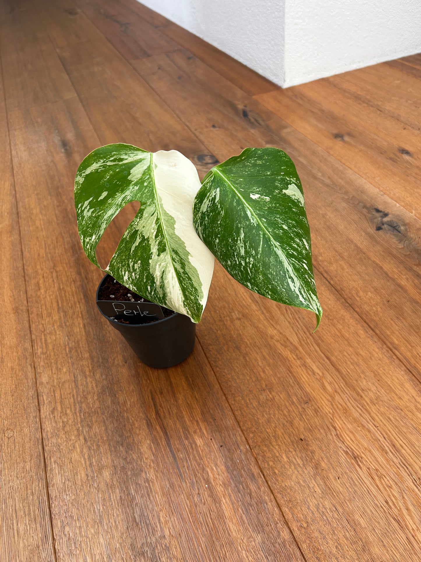 Monstera albo