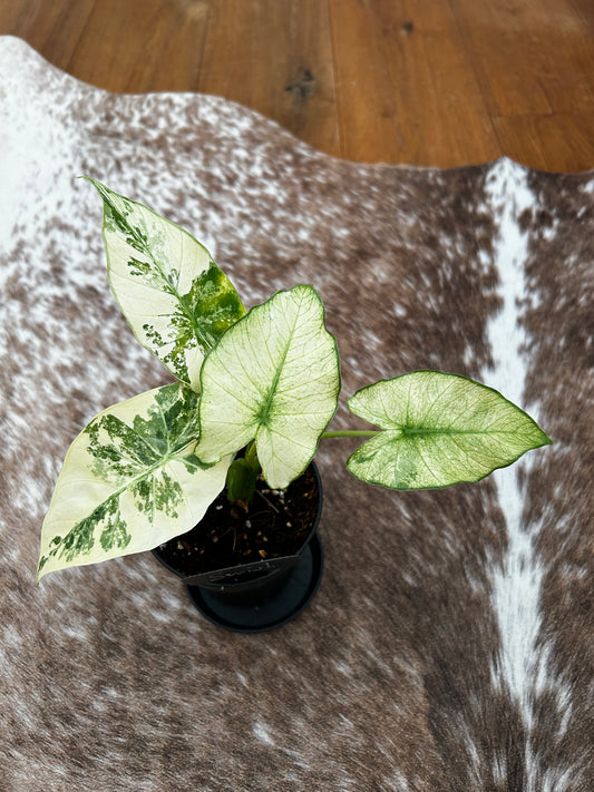 Alocasia Gagaena Albo Mint