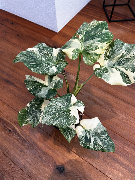 Monstera Thai Constellation Top Genetik