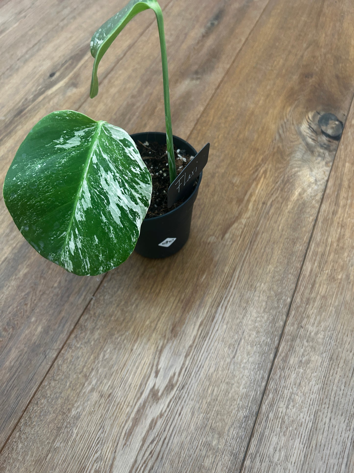 Monstera albo