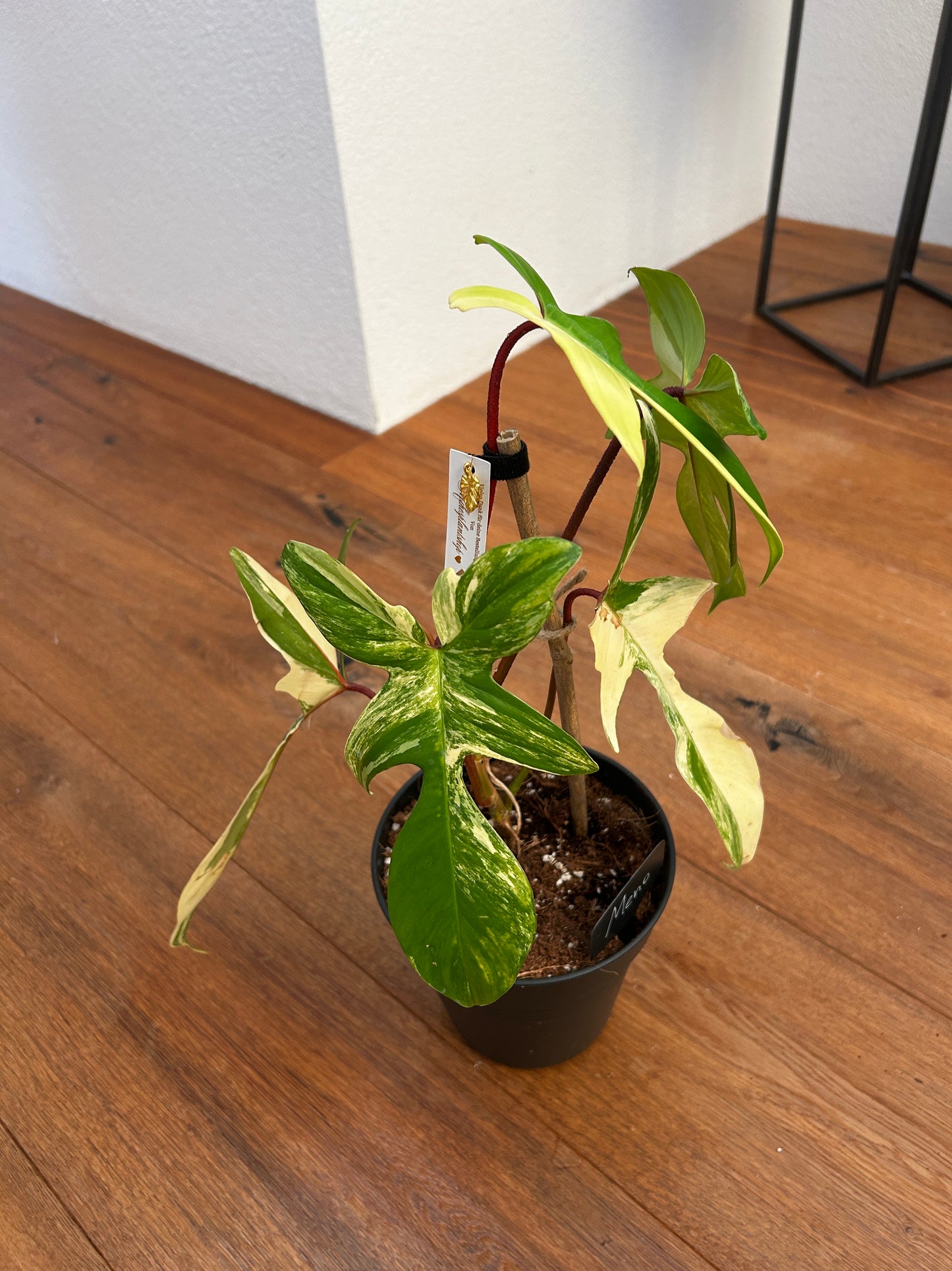 Philodendron Florida Beauty