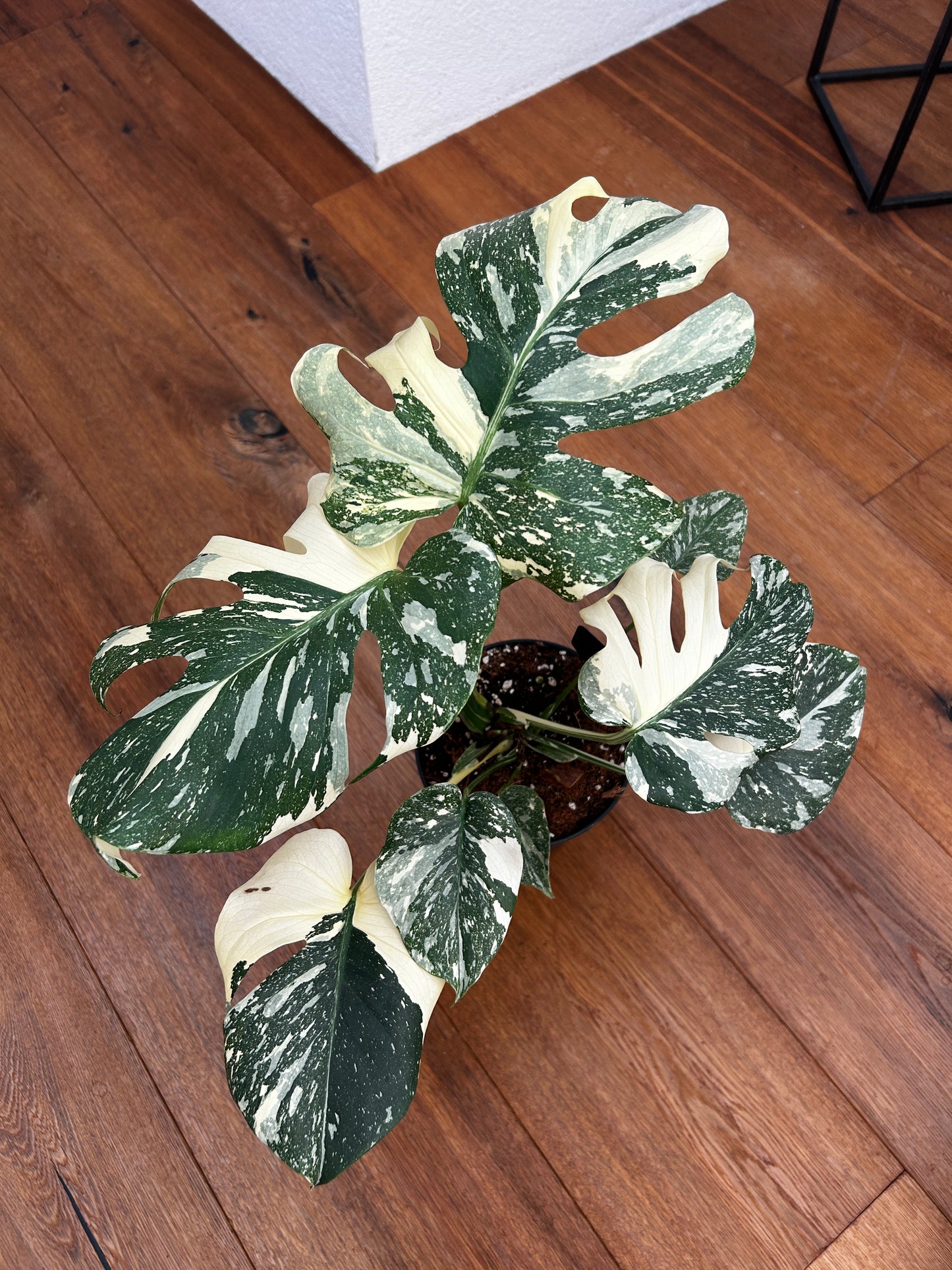 Monstera Thai Constellation Top Genetik